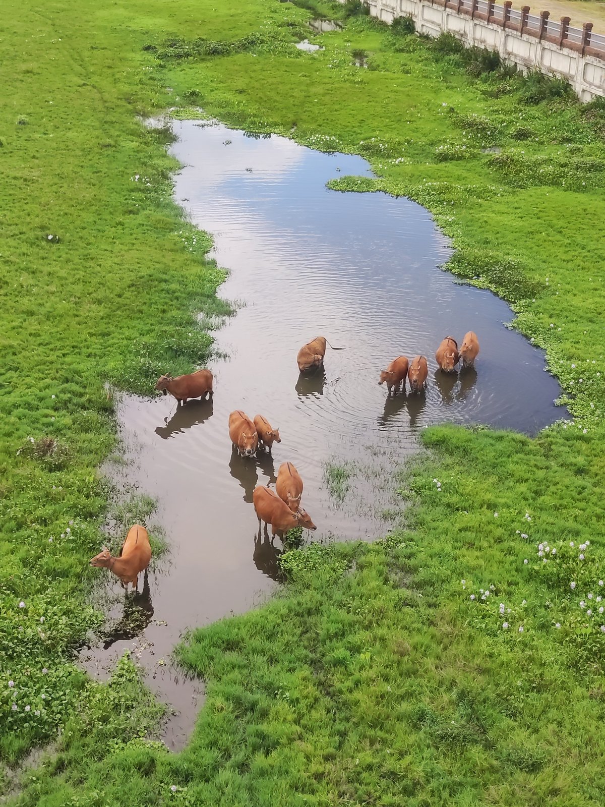 Morning rural scenes captured in Jumpai, Klungkung Indonesia