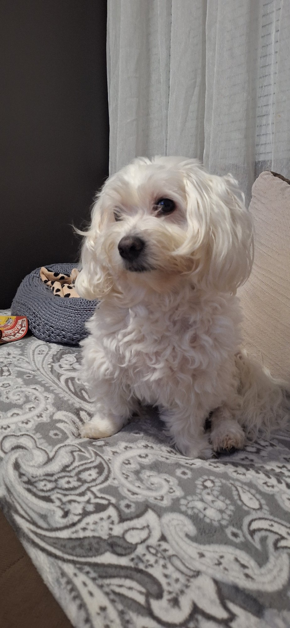 Domestic moments with white dog documented in Blagoevgrad home