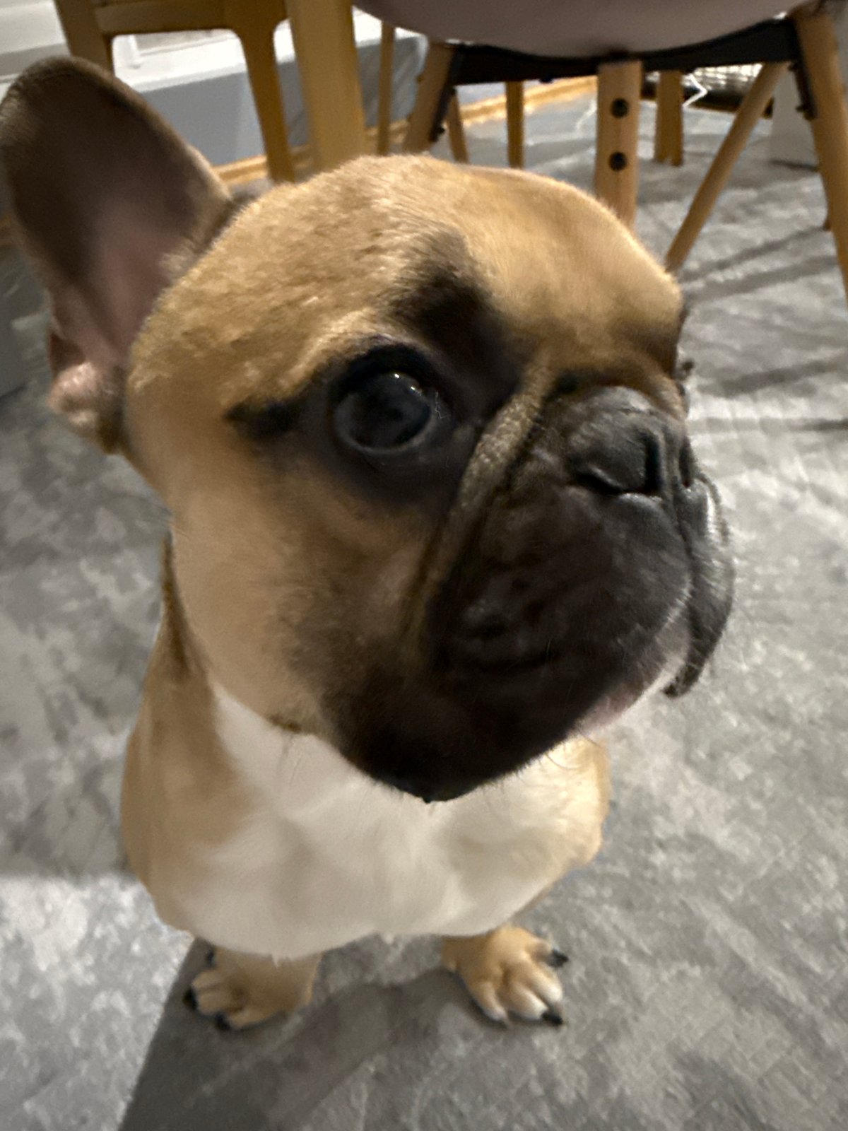 French Bulldog indoor photo session in Burgas