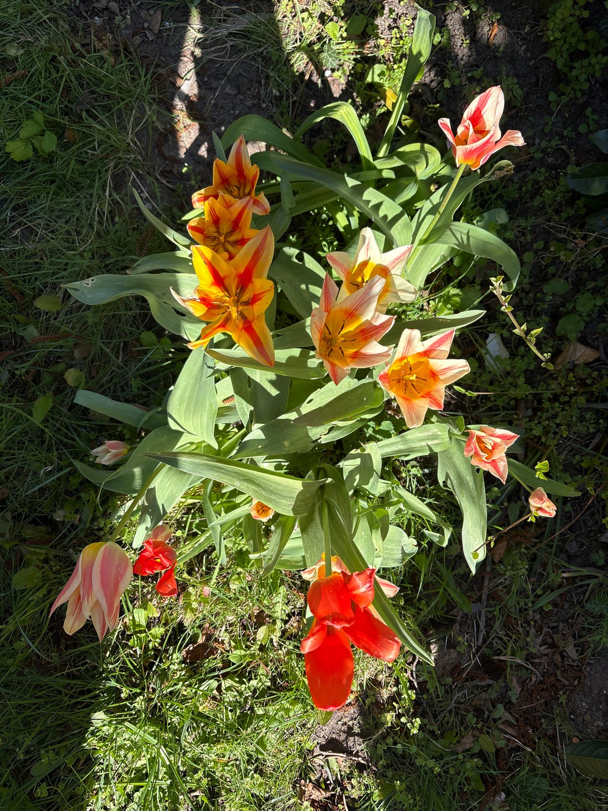Multicolored tulips bloom in Hamburg garden
