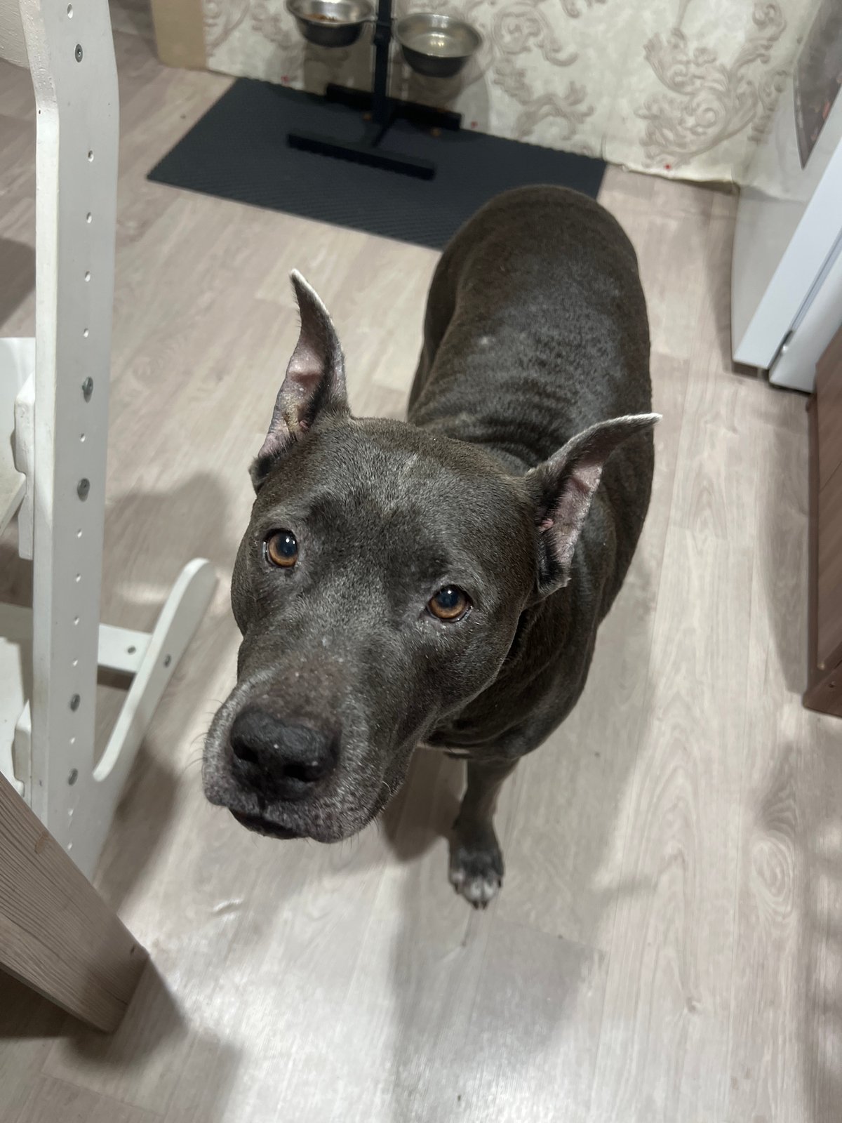 A grey pit bull's day in Chigiri, Russia