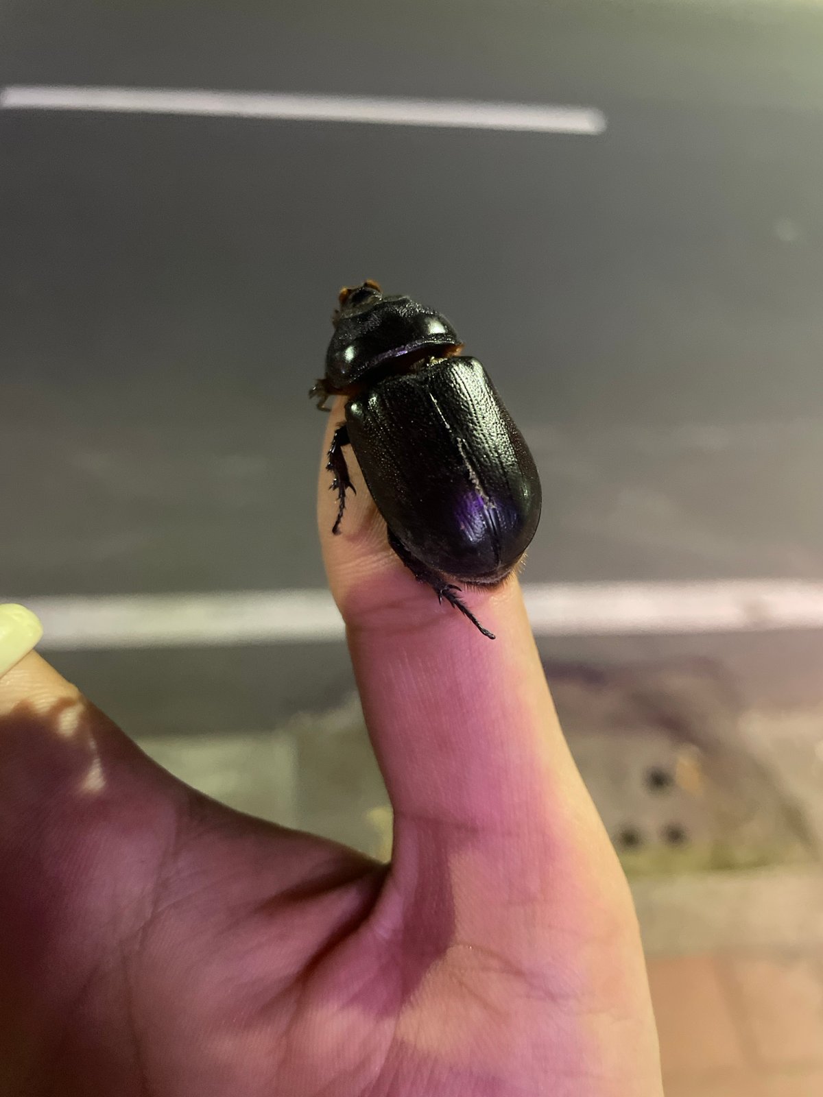 Large beetle found dead in Kuta Selatan, Indonesia
