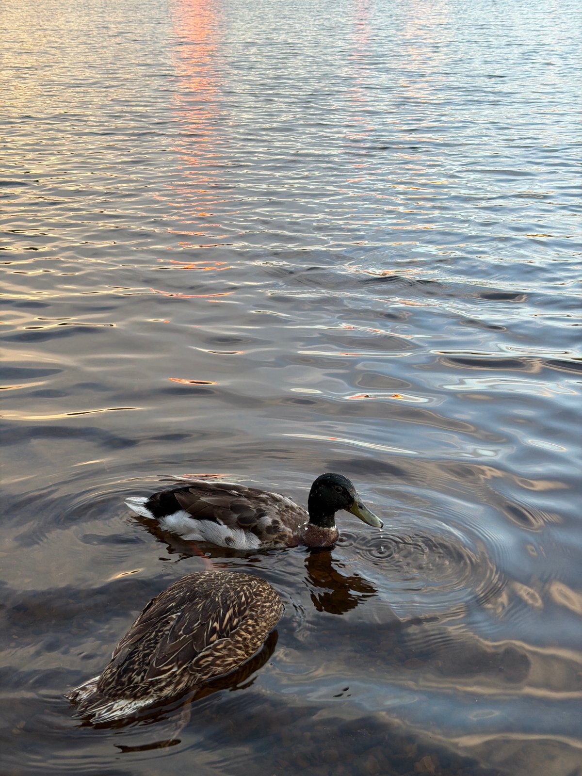 Mallards and a fishing rod at sunset on the Kama River
