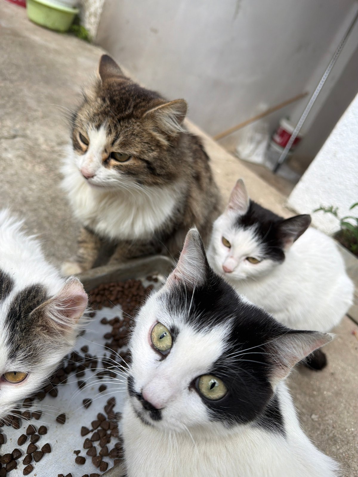 Four cats gather for morning feeding in Bulgarian village