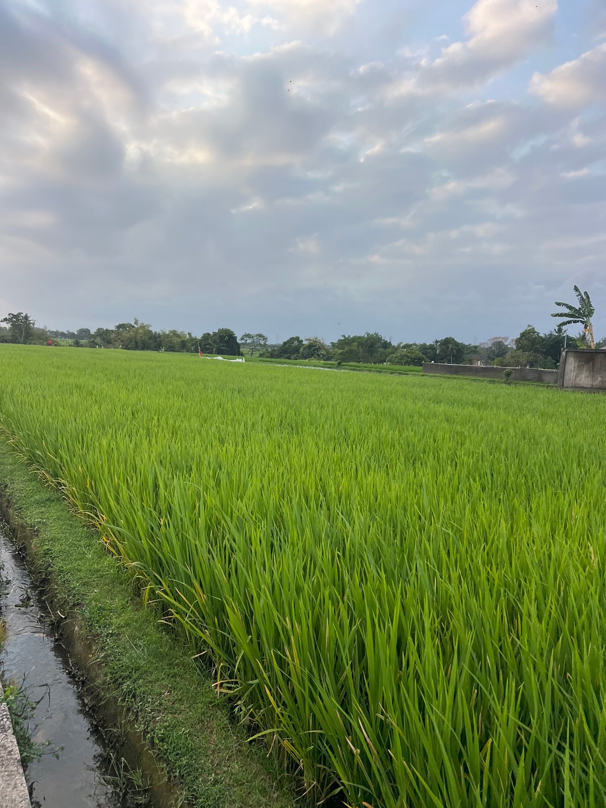 Working the green rice paddies of Kediri on a cloudy morning