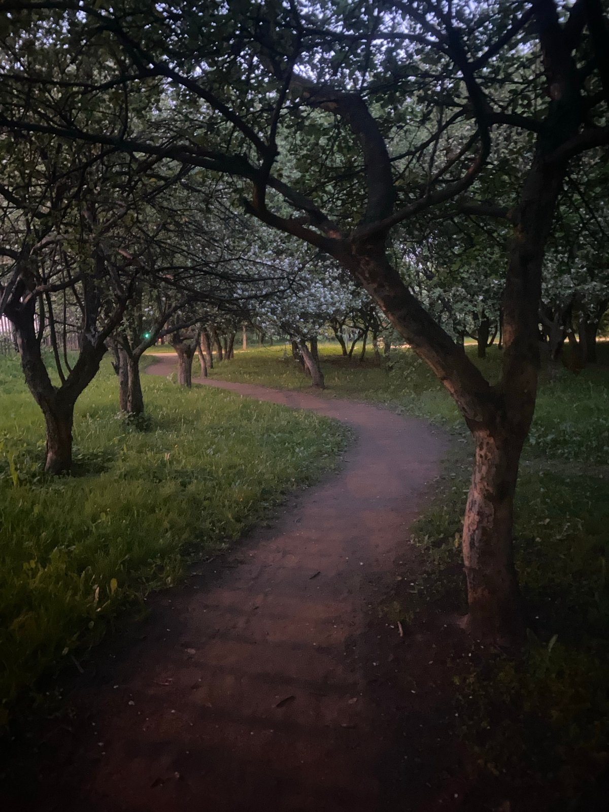 Evening walk captured along tree-canopied path during twilight