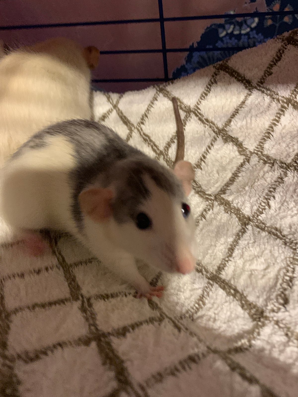 Pet rats documented in domestic setting in Stavropol