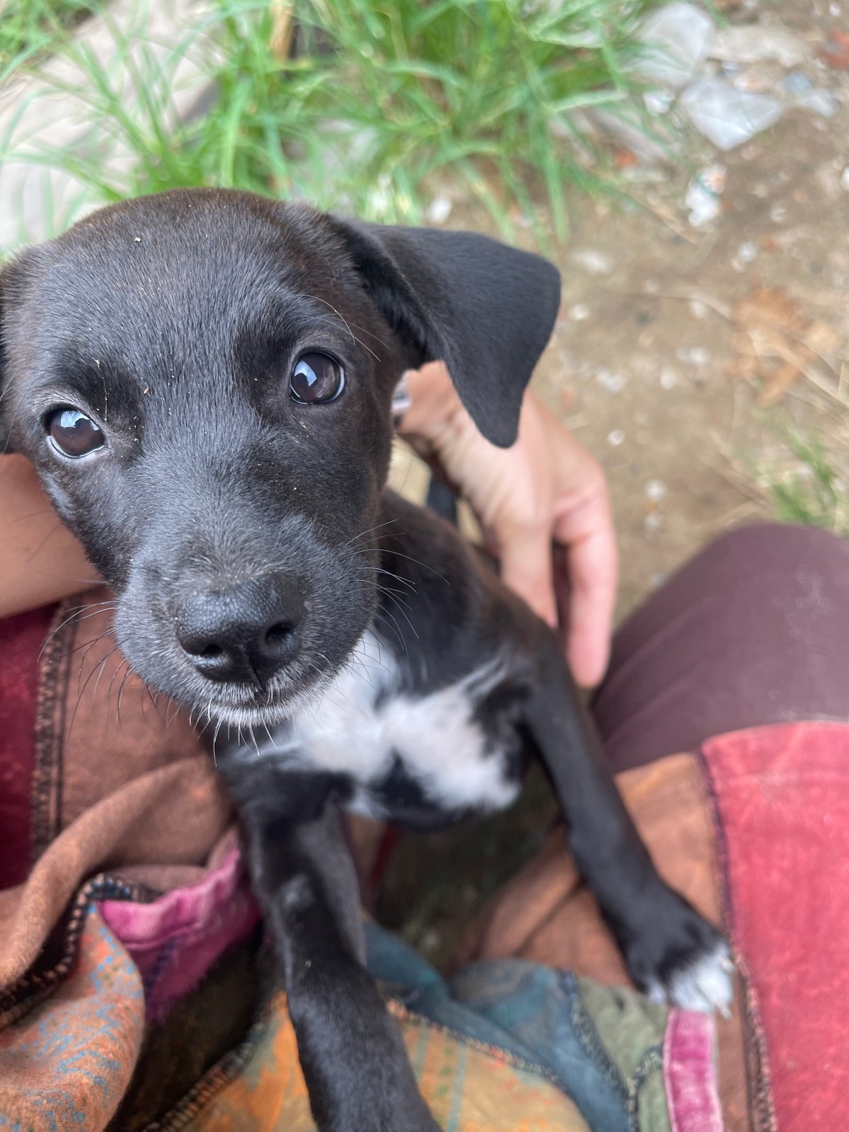 Puppies playing and being handled at a Đà Nẵng timber yard