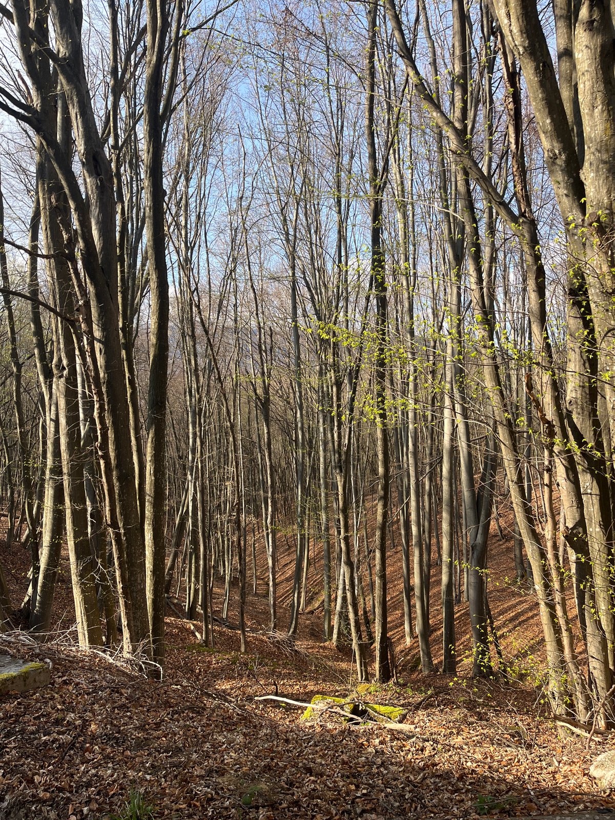 Spring blooms and forest changes documented in Apriltsi, Bulgaria