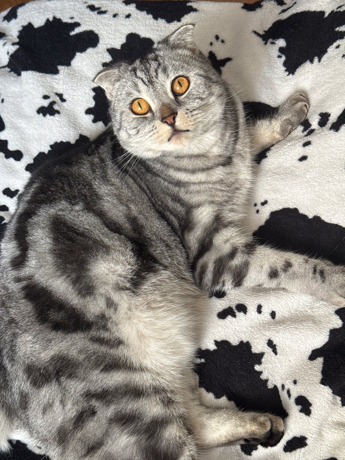 Scottish Fold cat photographed in Kazan residential area