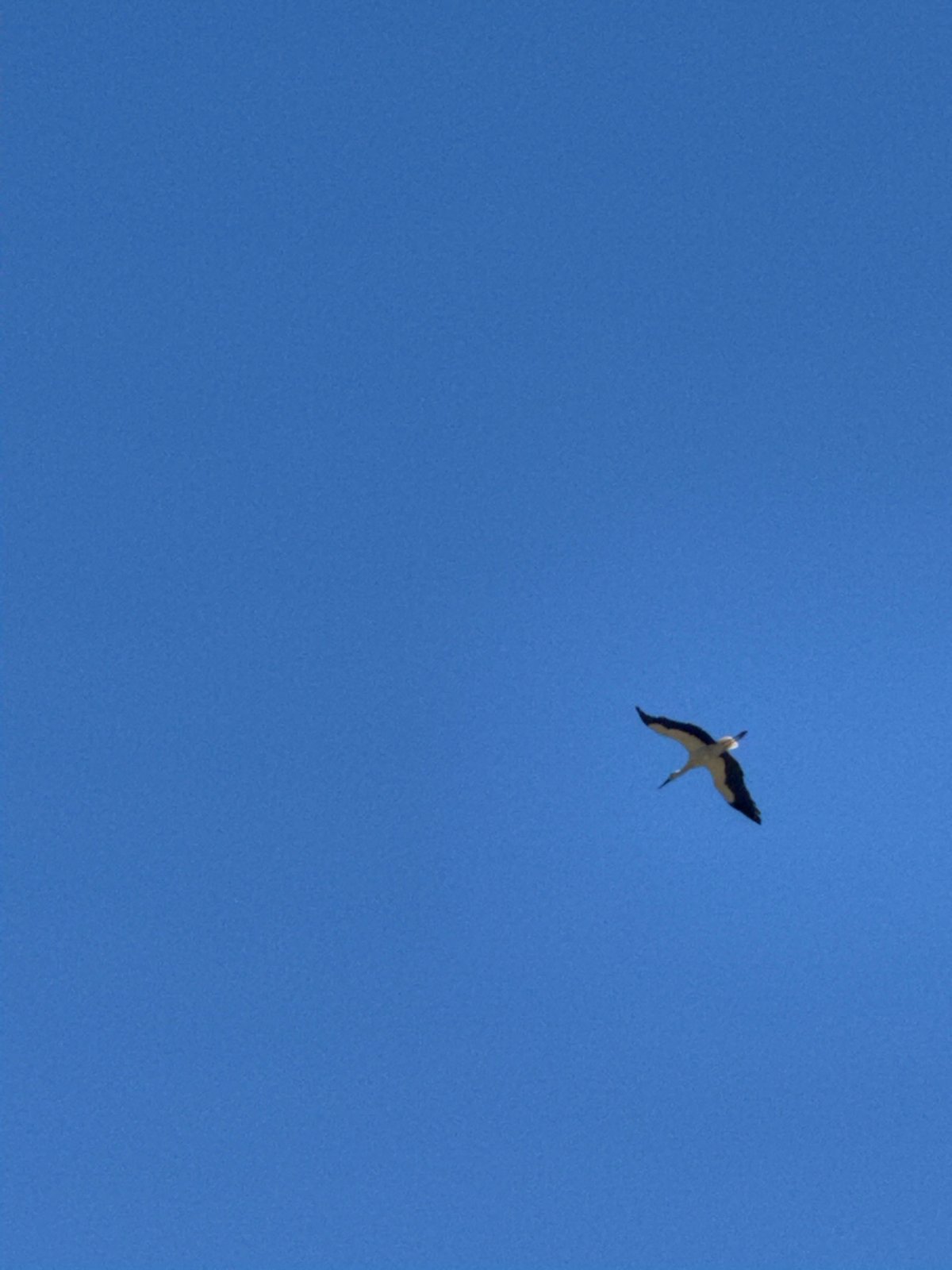 Bird spotted soaring over Razlog, Bulgaria on sunny morning