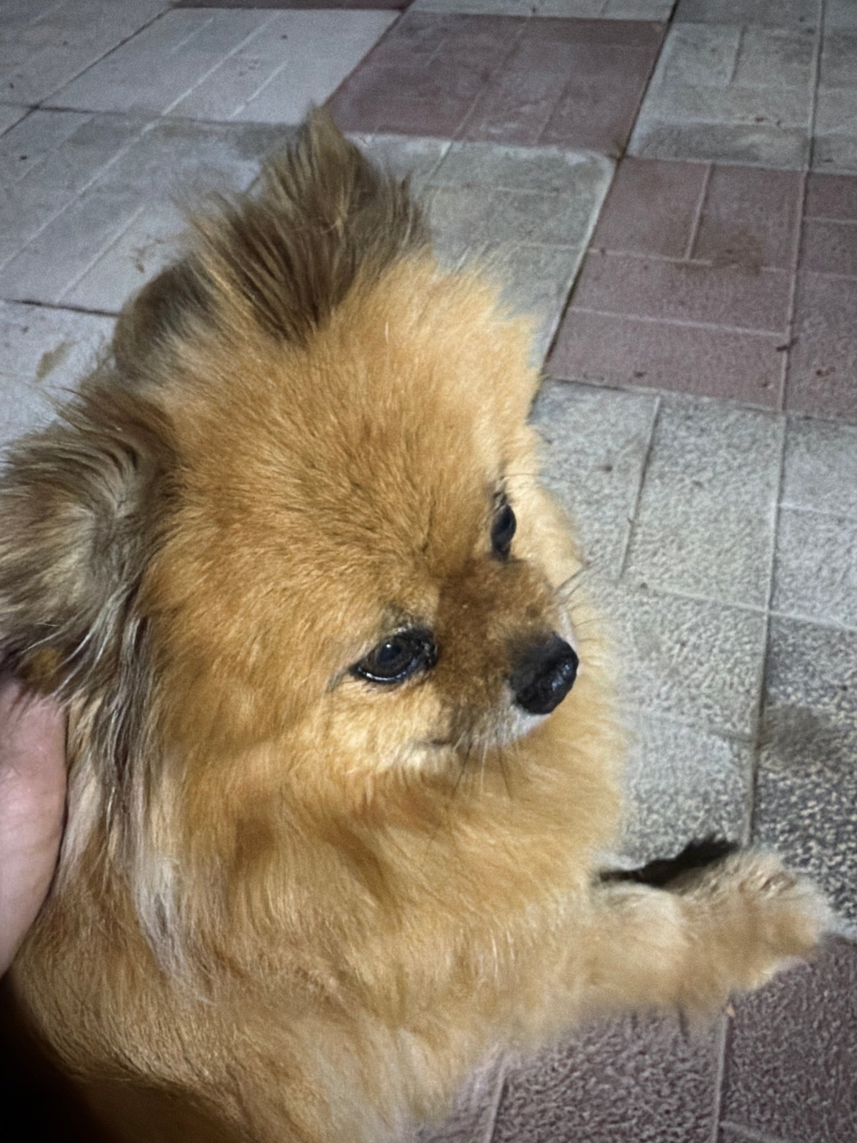 Pomeranian dog plays on tiled floor in Markovo, Russia