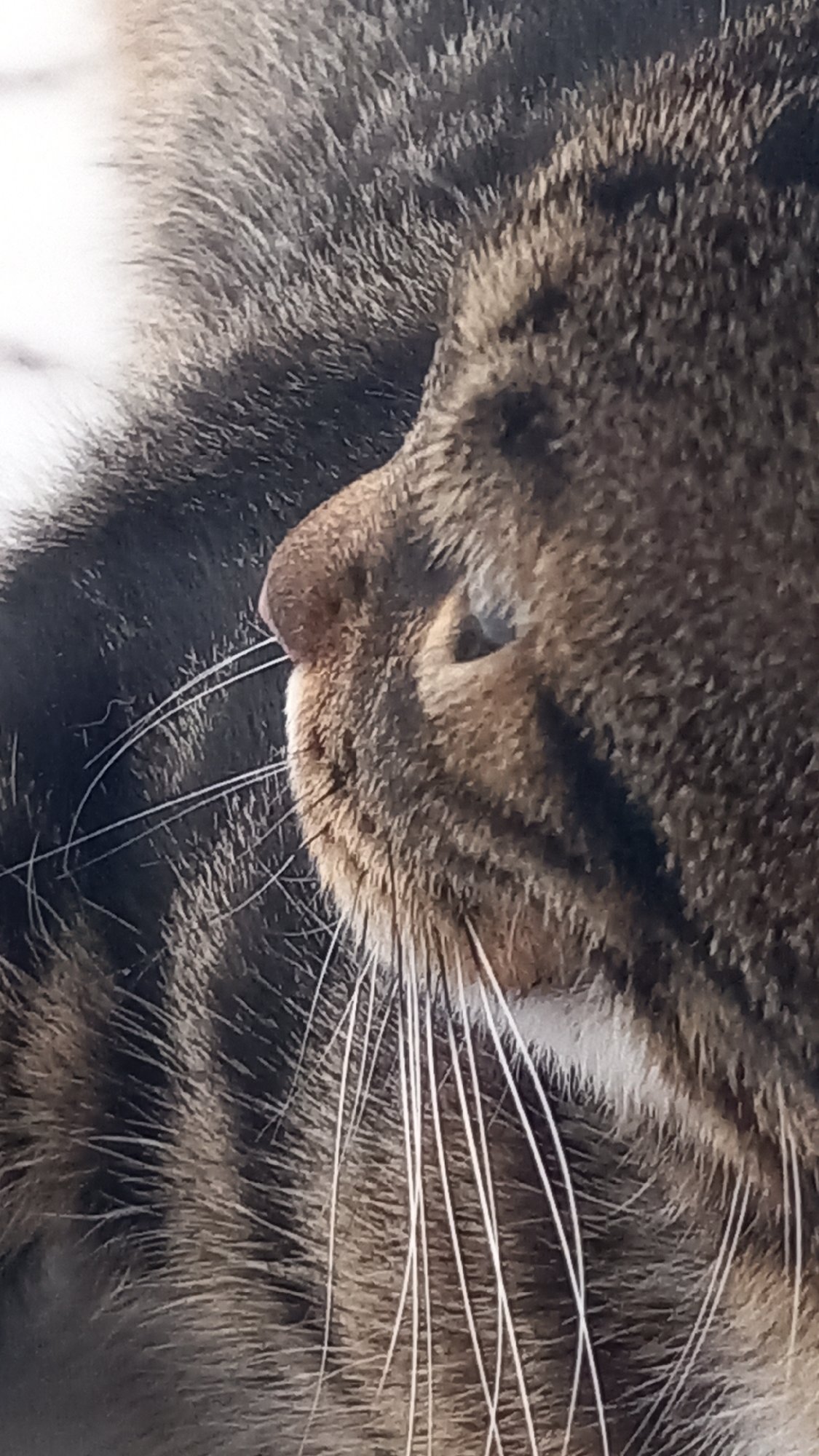 Tabby cat resting and eating on a Greek morning
