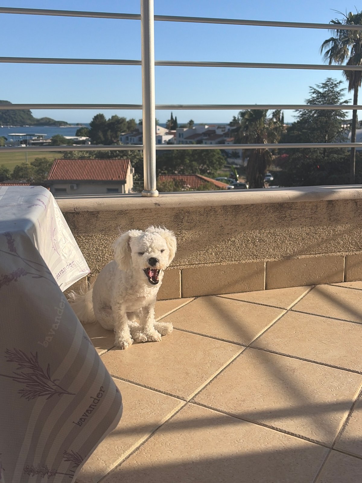 Afternoon balcony gathering with dog captured in Budva Montenegro