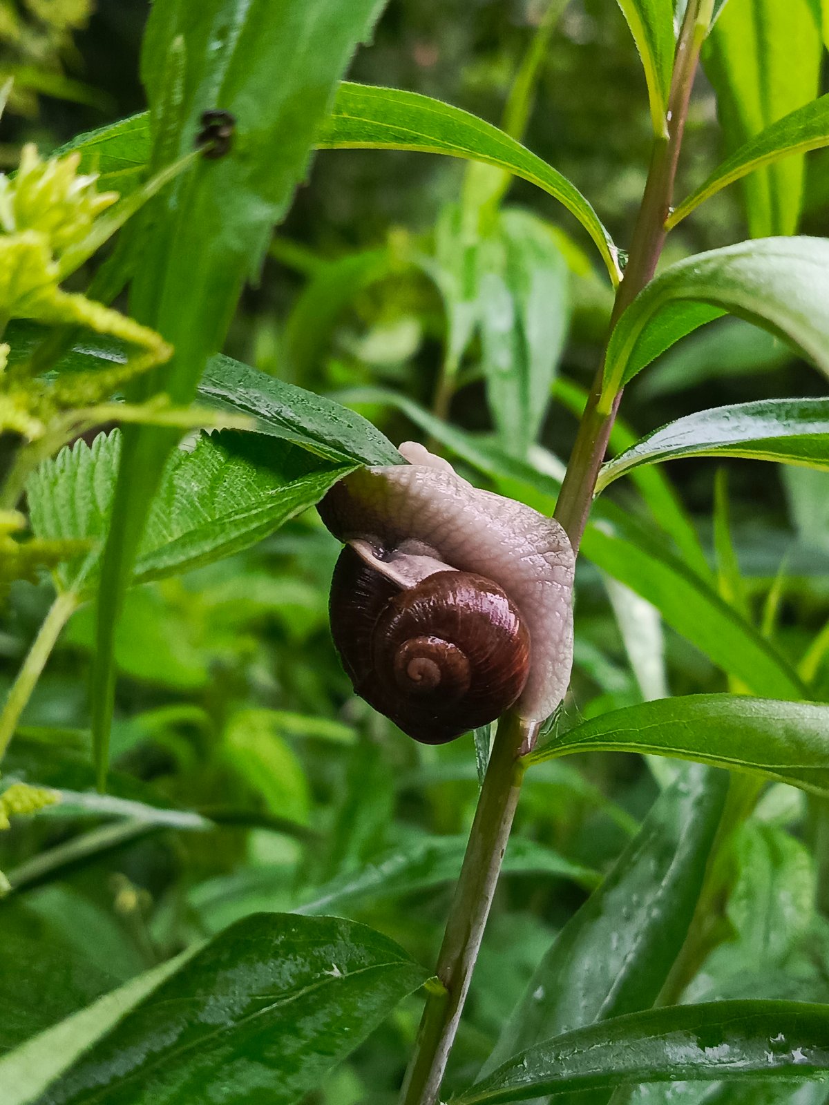 Garden snail navigates through green plants in Chaikovsky