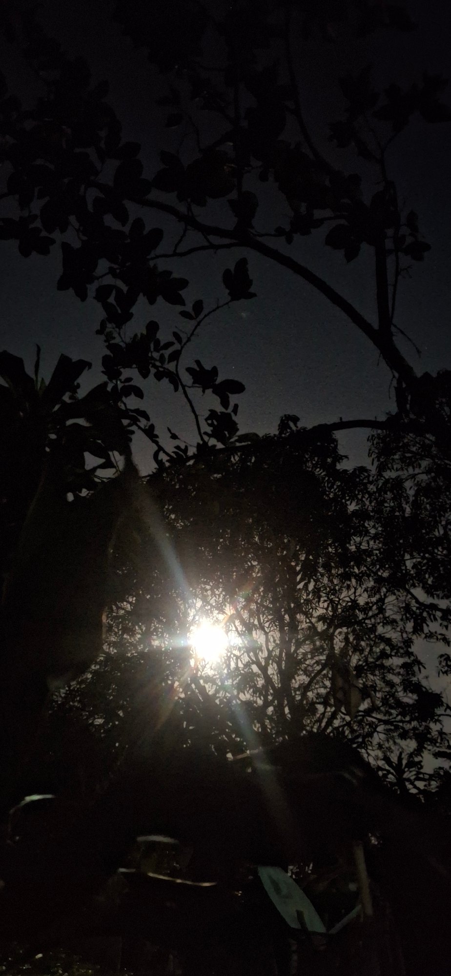Moon Creates Starburst Effects Through Trees in Venezuelan Night Sky