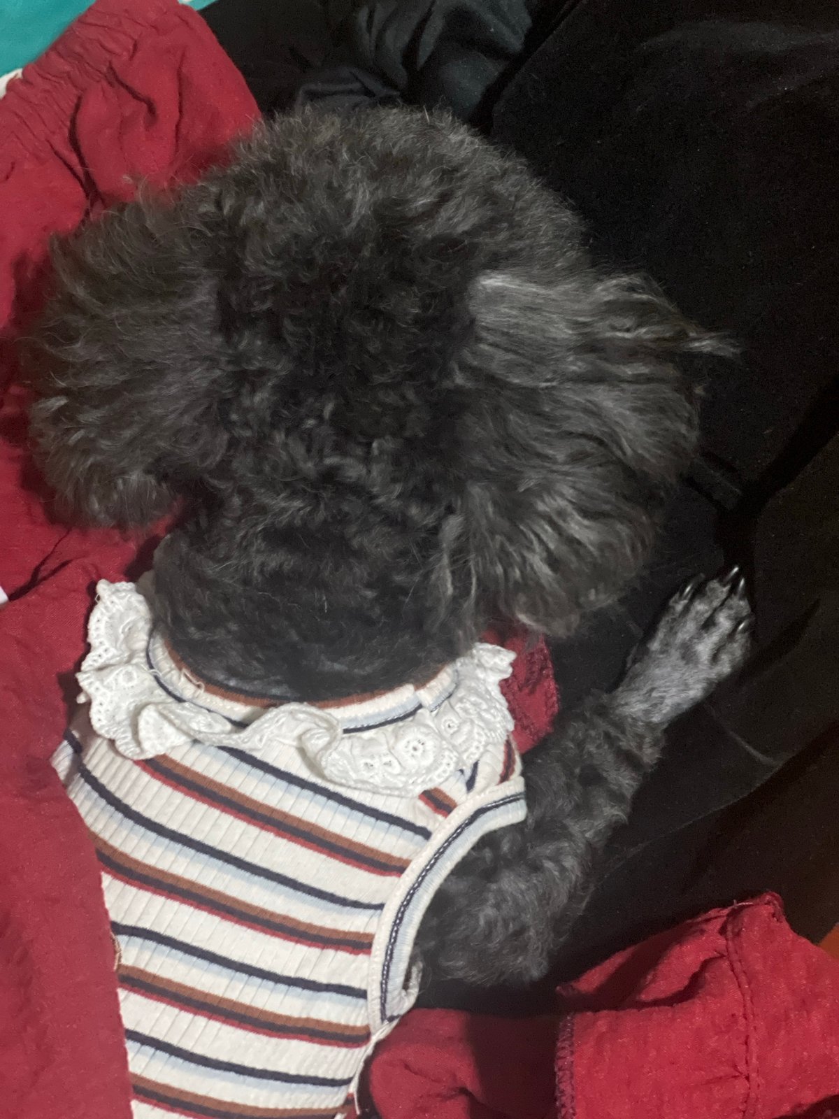 Small poodle rests with owner during evening in Vietnam
