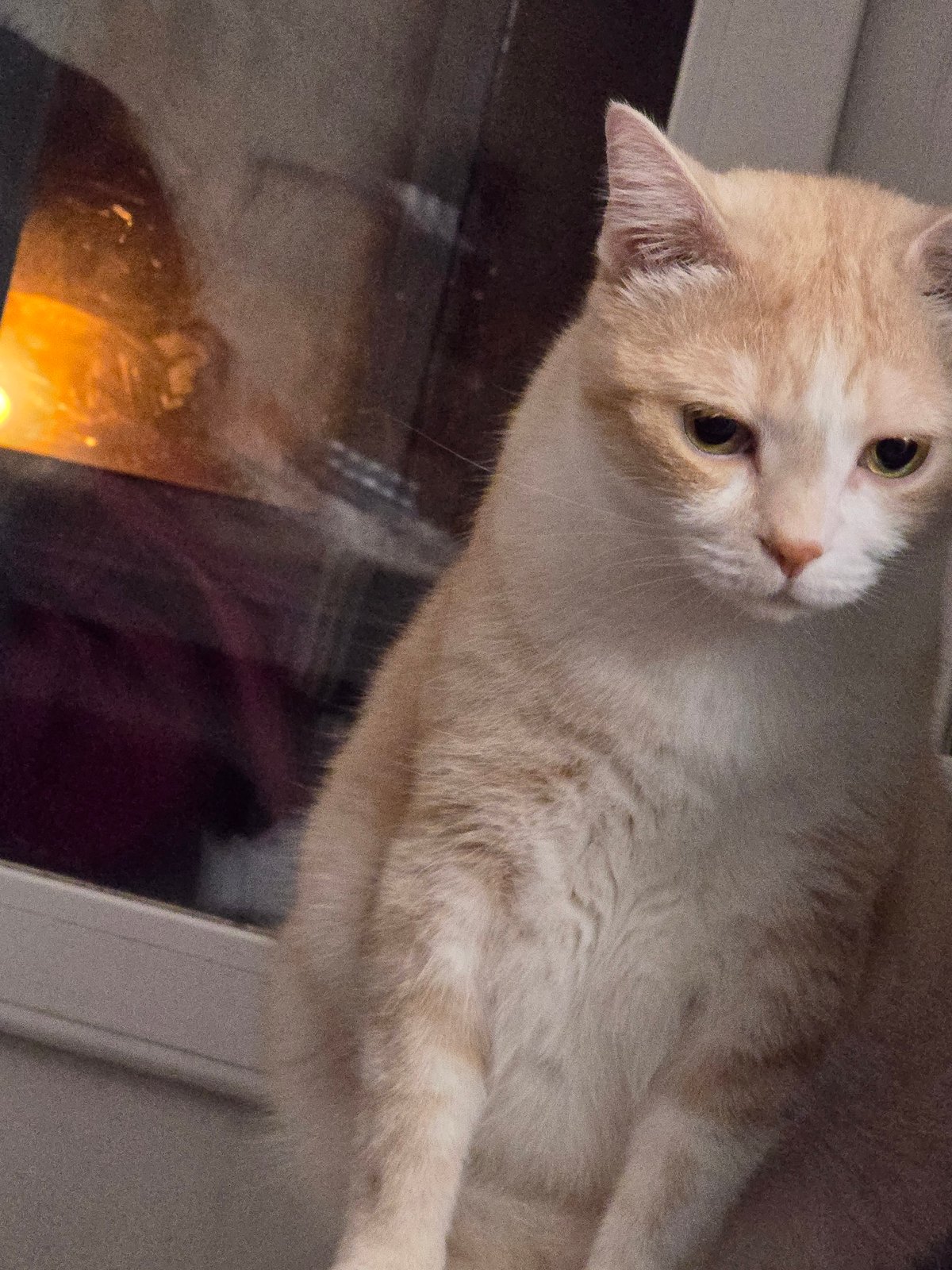 Cats at home and Krasnoyarsk streets after dark