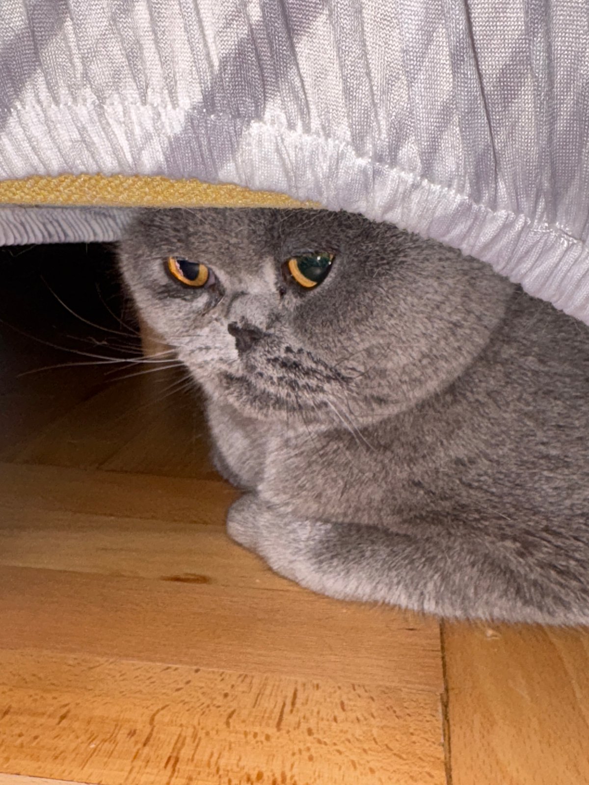 Gray cat spotted hiding under furniture in Burgas home
