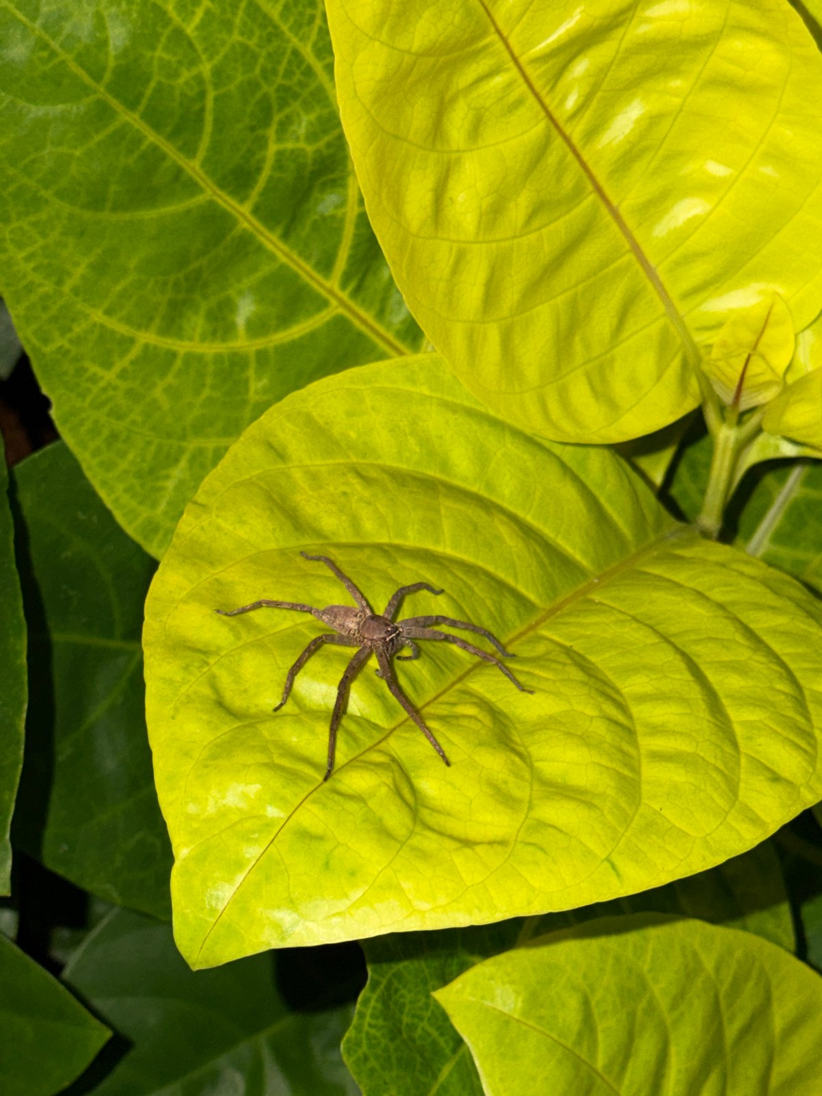 Spider spotted on yellow-green leaves in Kutuh, Indonesia