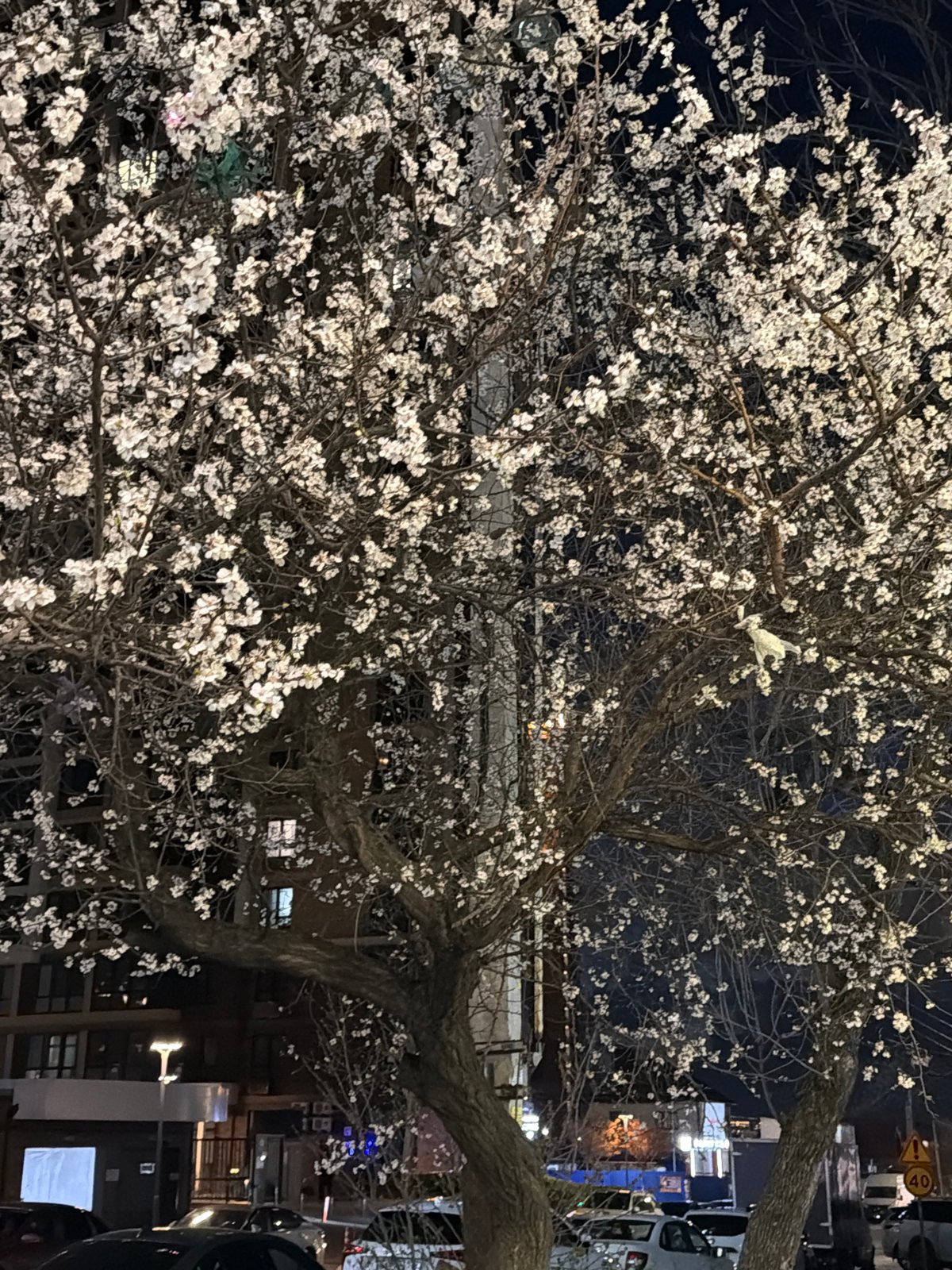 White blossoming tree illuminates nighttime street in Rostov-on-Don