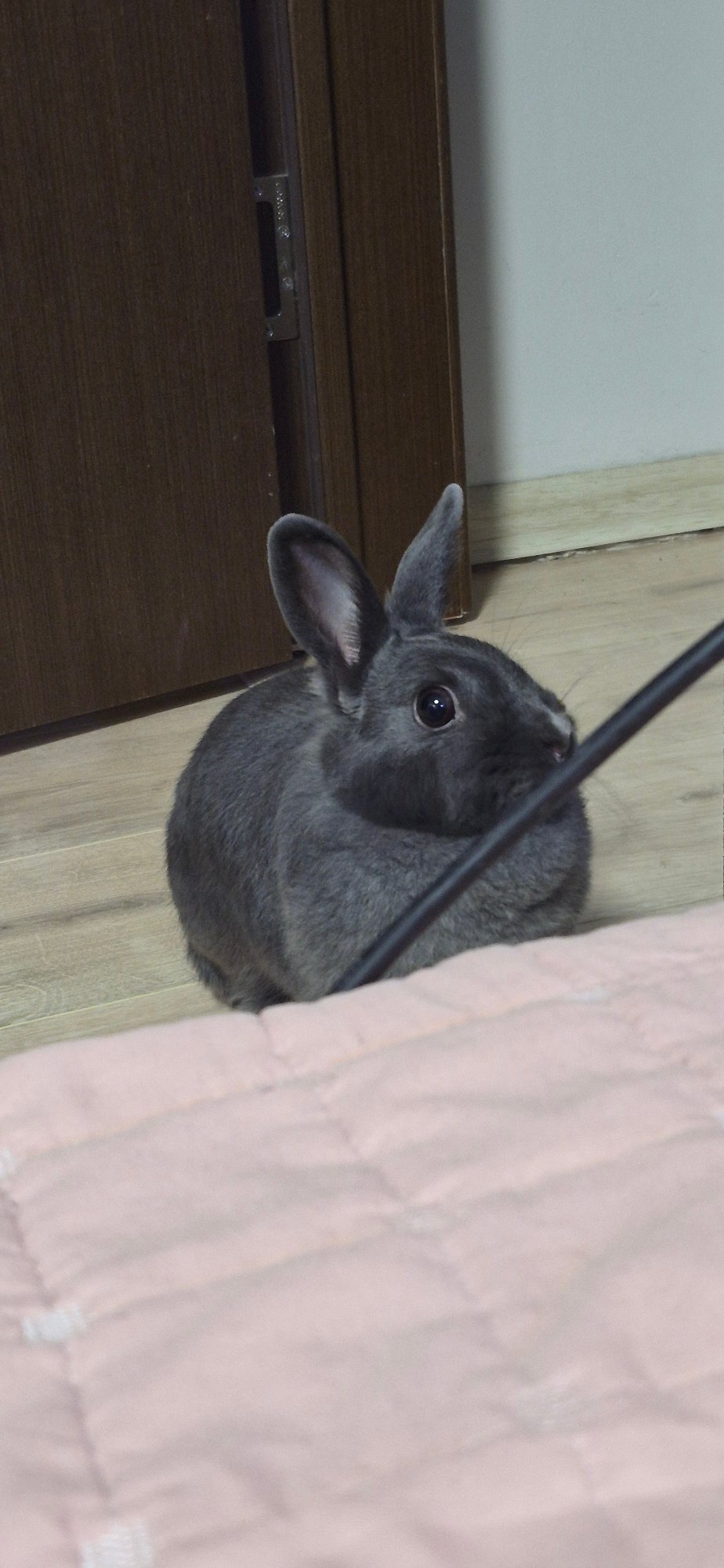 Rabbit, bellflowers, and a fancy lipstick tube in Ussurijsk
