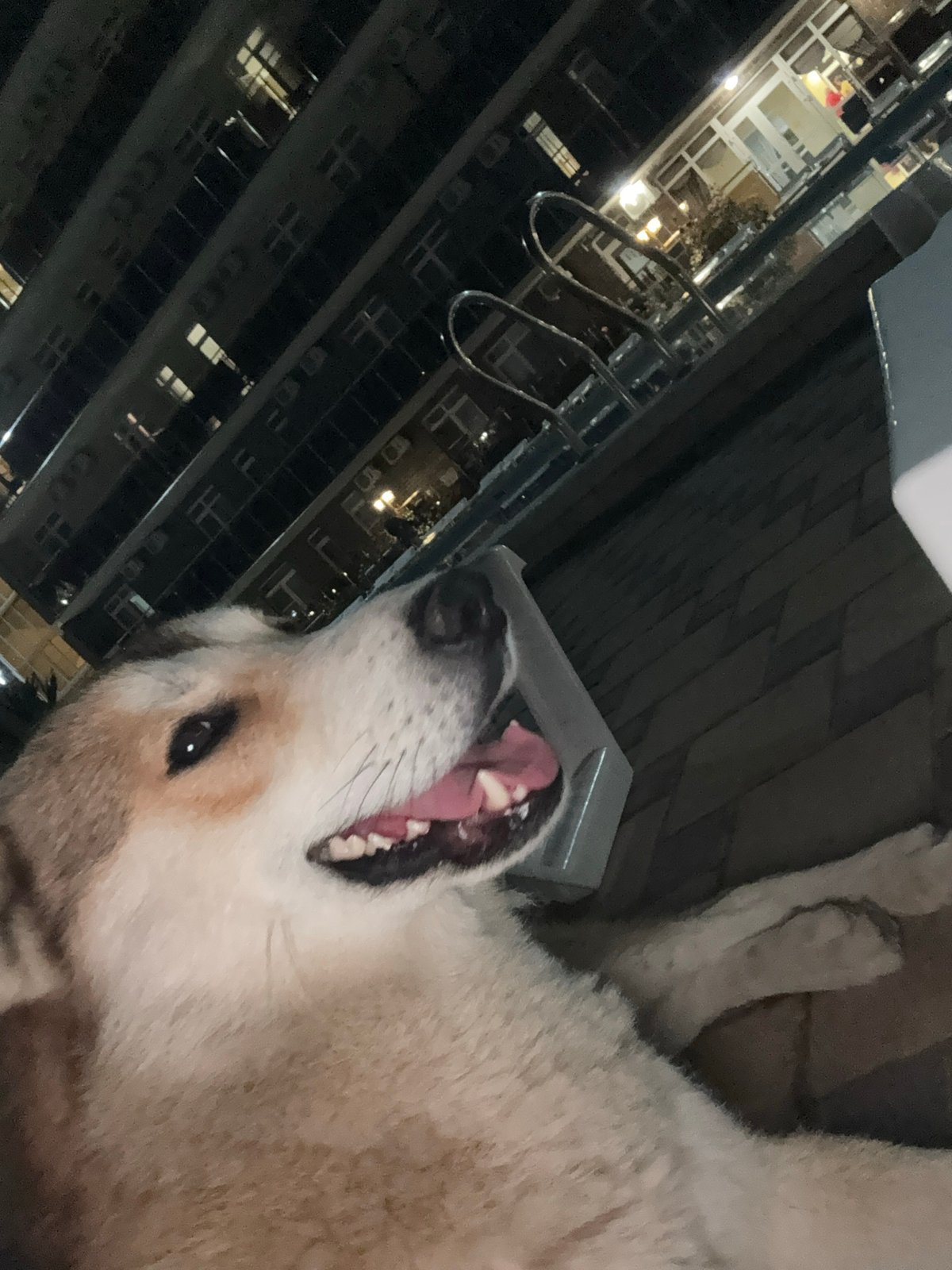 Nighttime scenes of people and dogs captured in Anapa