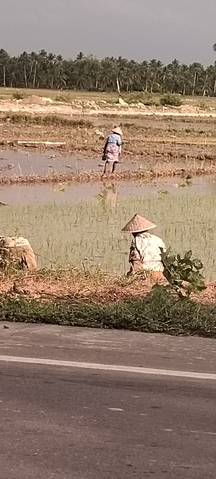 Rice planting underway in the flooded paddies of Peurupok