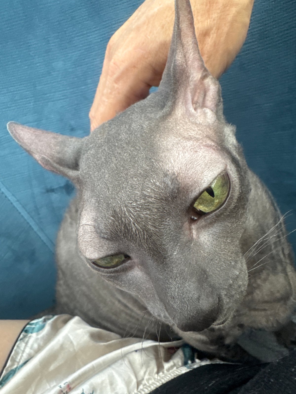 Close-up moments with grey cats at home in Ramat Gan