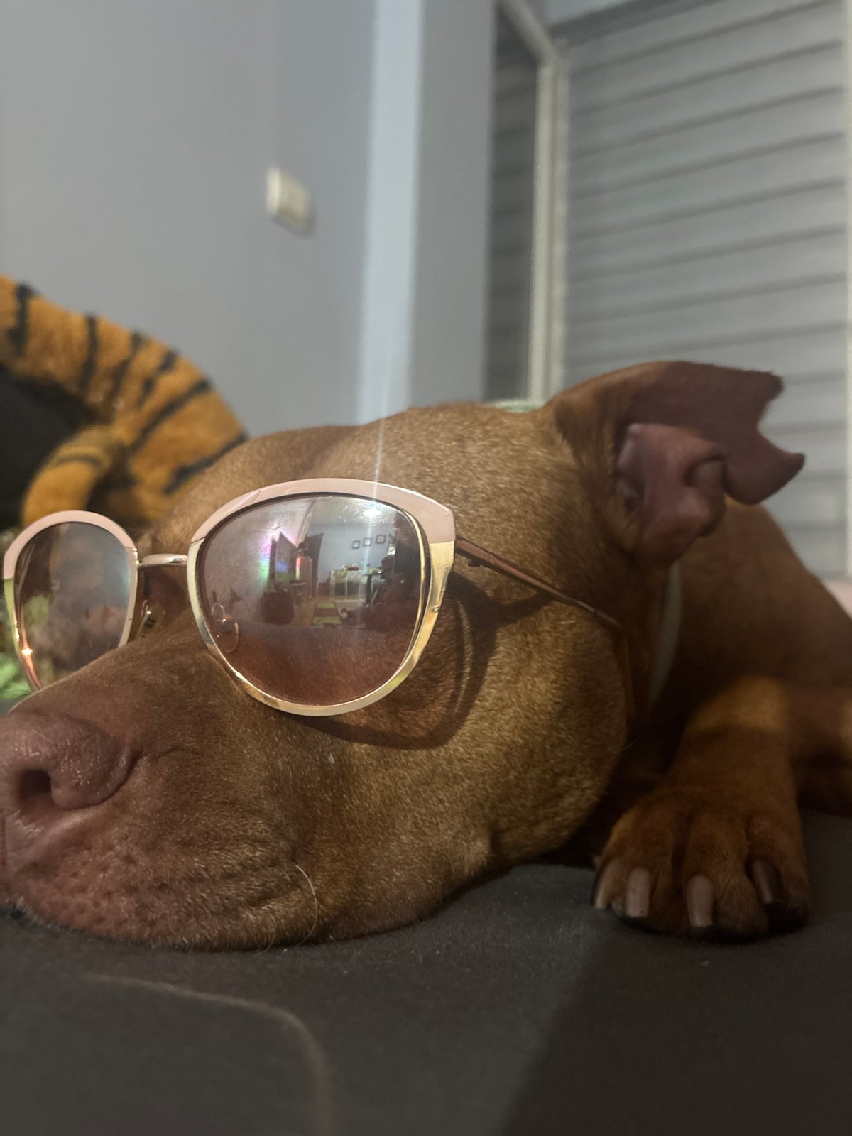 Dog photographed napping in multiple spots across Sofia evening