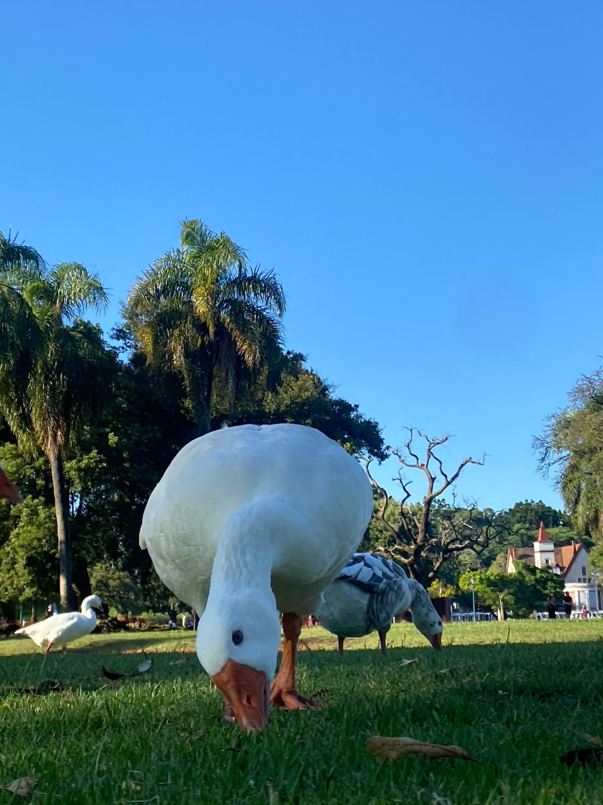 Evening scenes of park wildlife and city life in Buenos Aires