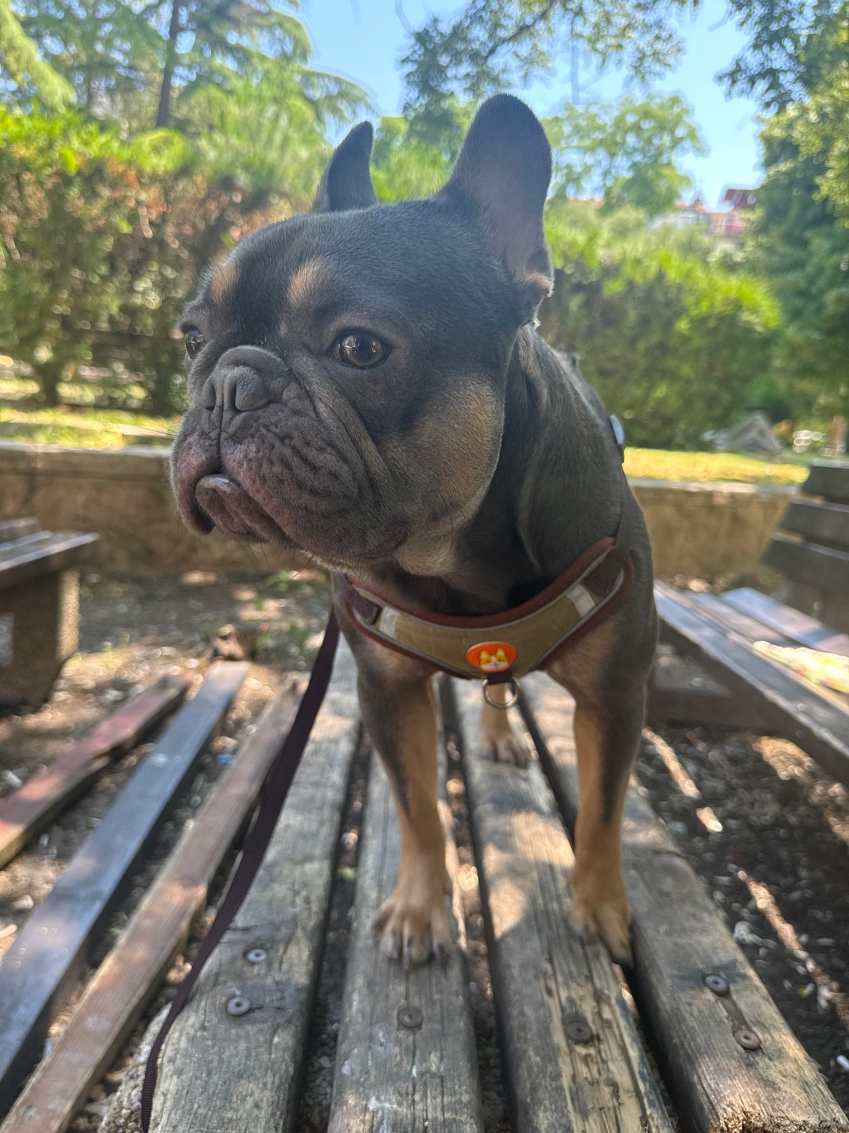 French bulldog chilling at a Burgas park on a June morning