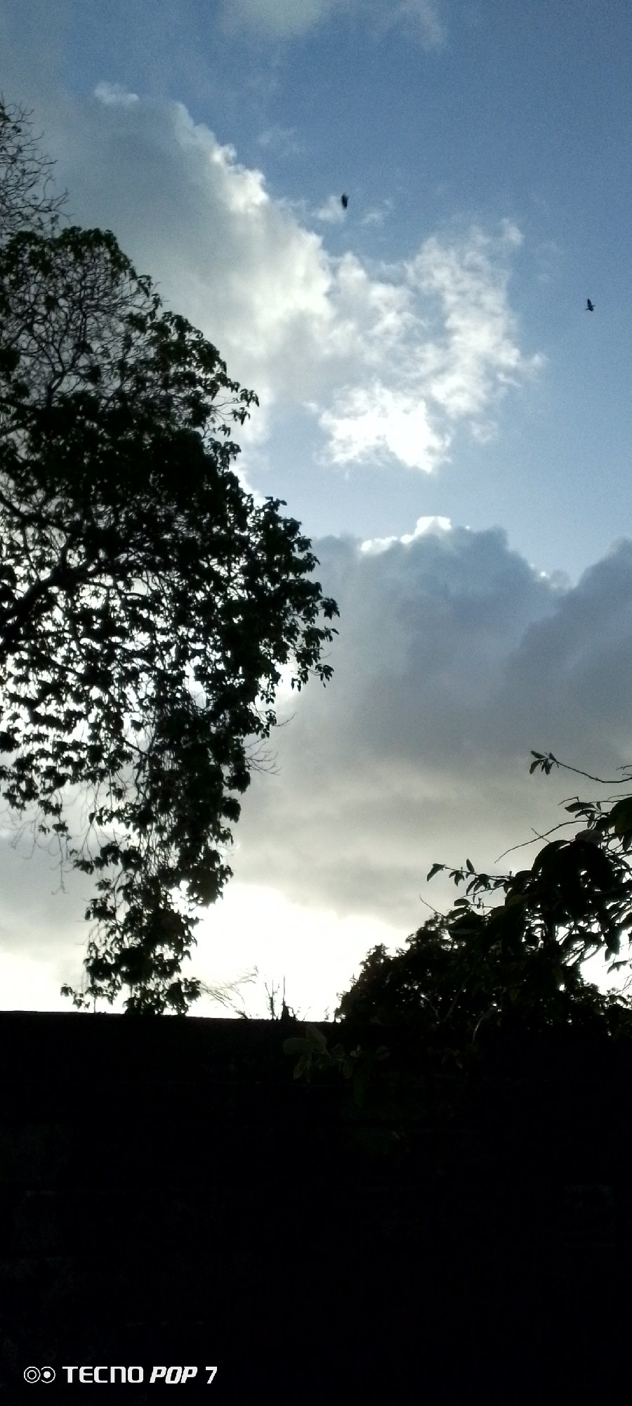 Dusk to dark: sky and tree silhouettes in Altagracia, Venezuela