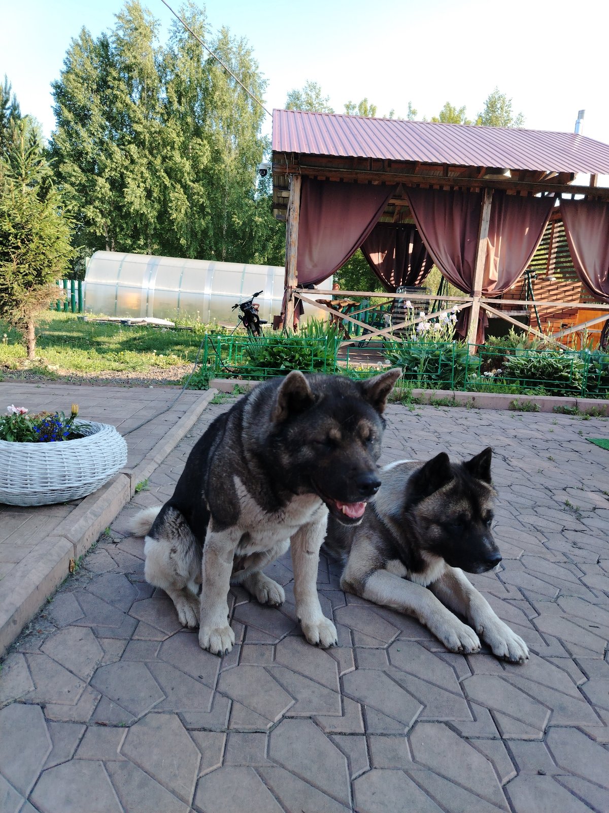 Quiet Morning Garden Moments Captured in Rassvet, Russia