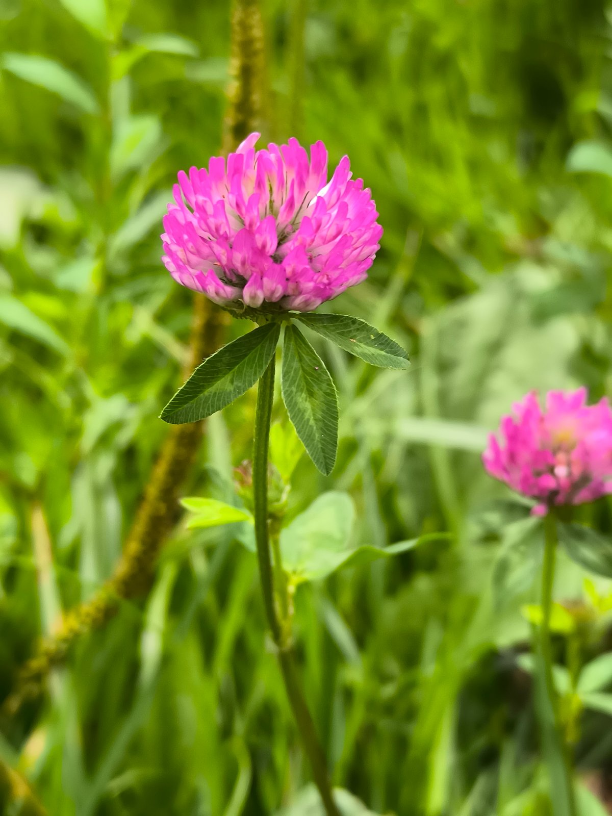 Quiet zone park in Klaipėda, flowers, wildlife, and urban greenery
