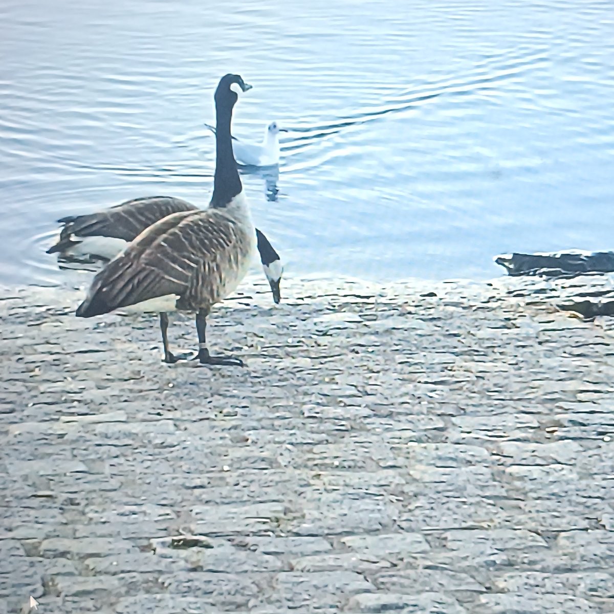 Historic details and nature along the Main River in Rüsselsheim
