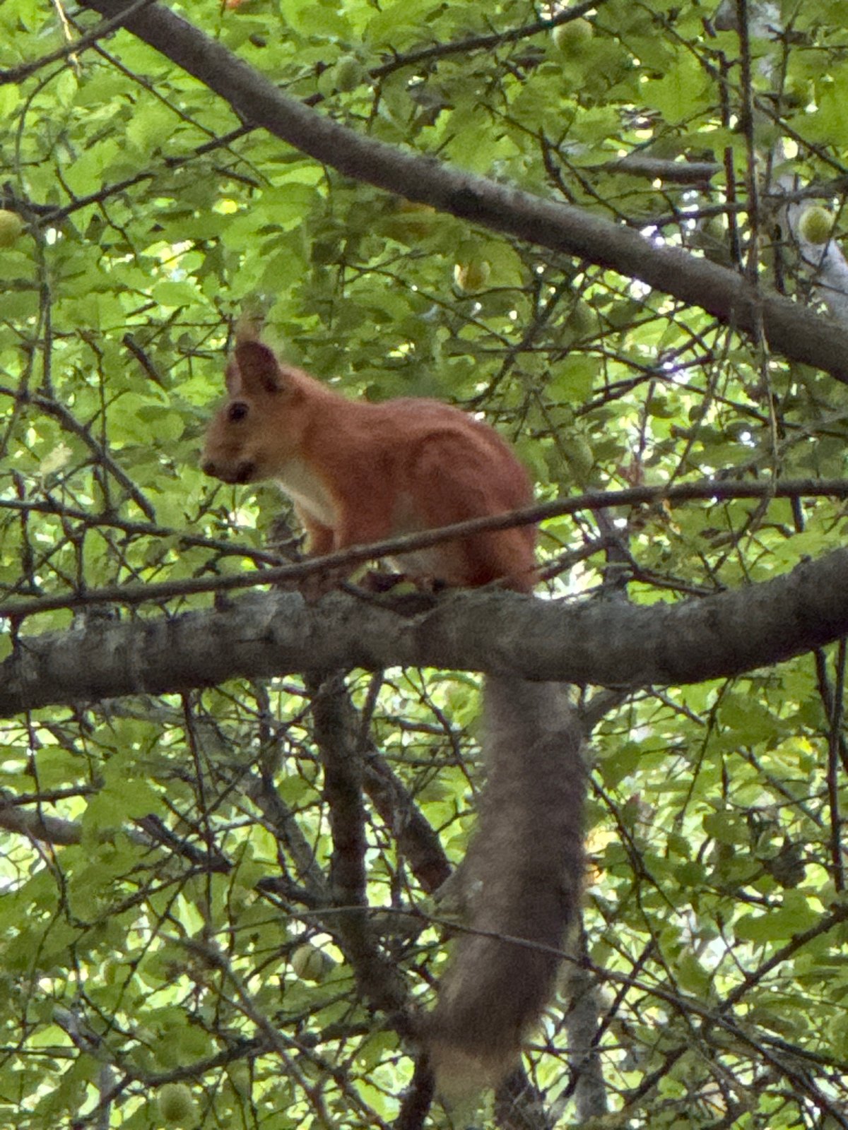 Red squirrel chilling on a branch in Rostov-on-Don