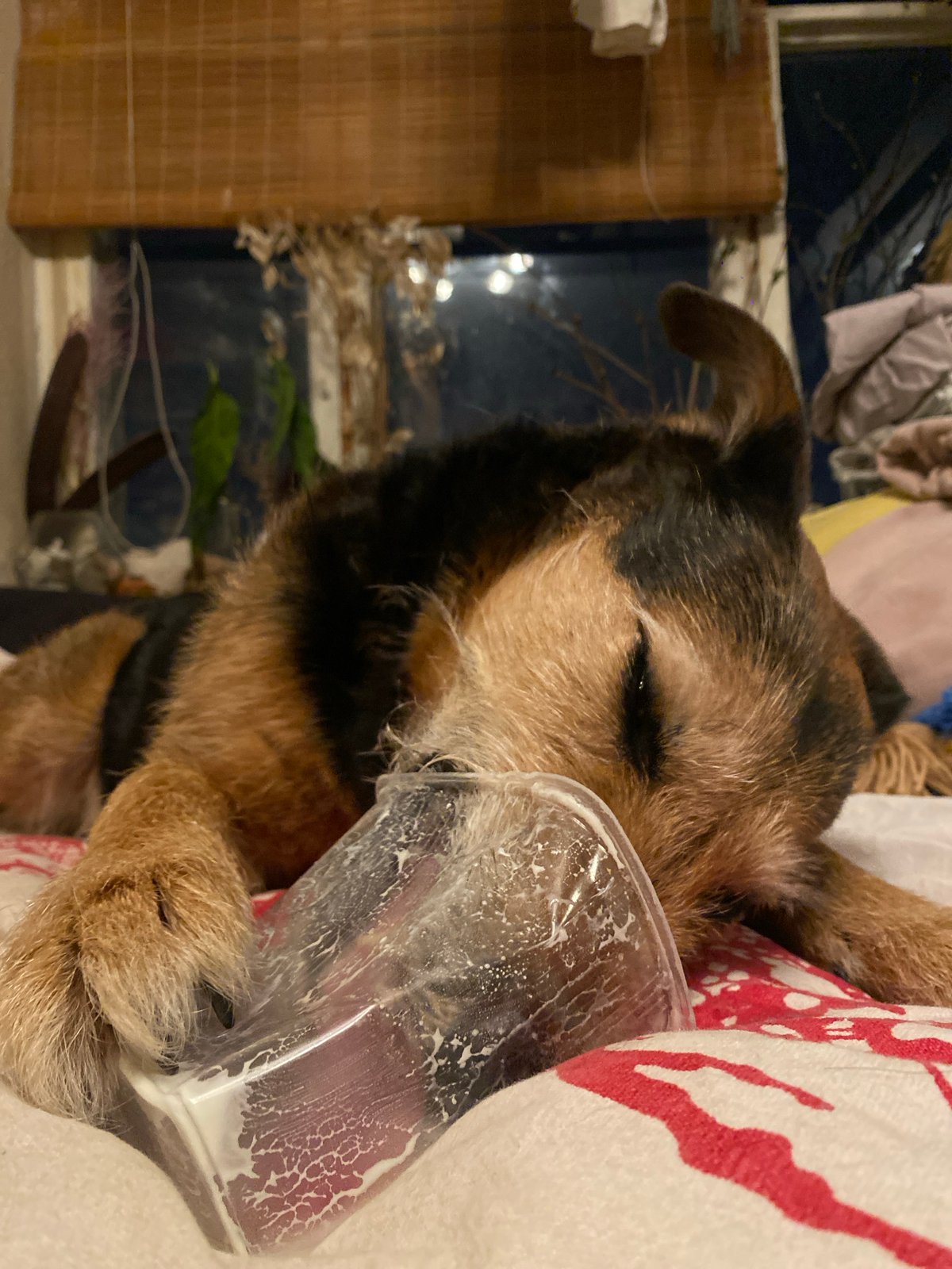 Dog rests head against plastic container in Dolgoprudny