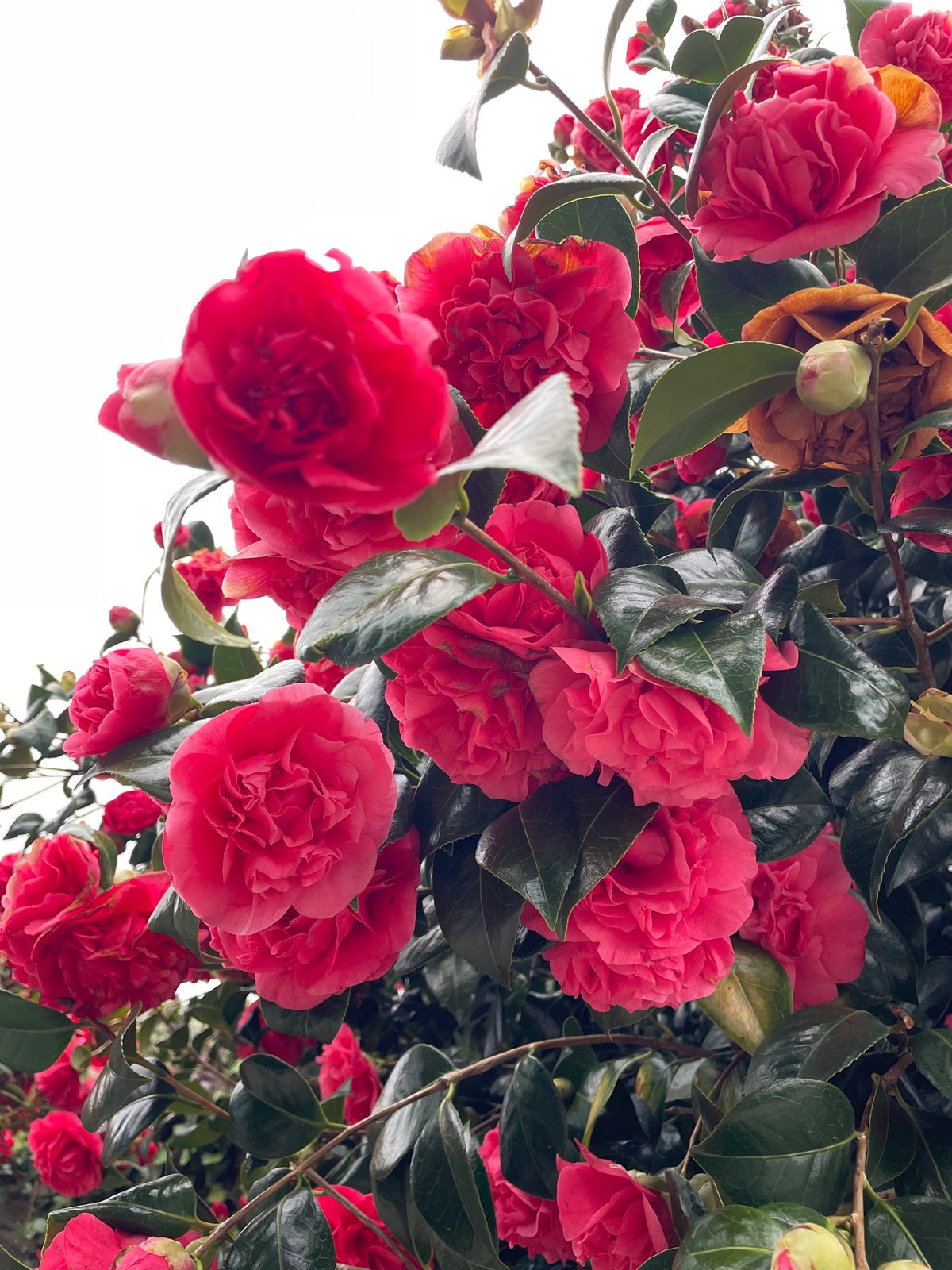 Spring blooms documented along roadside in Le Moustoir, France