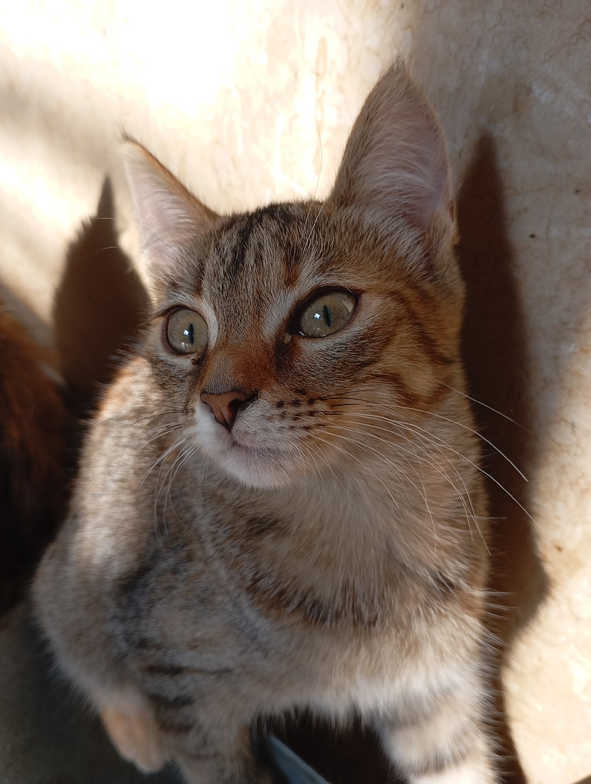 Cats and countryside moments in a small Russian village