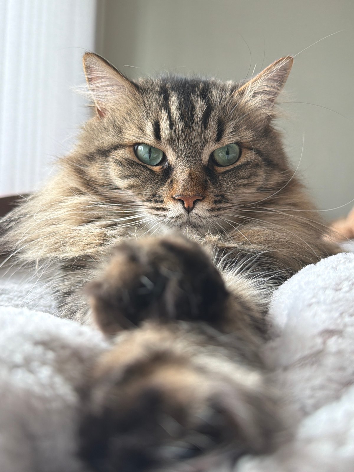 Tabby cat photographed looking down in Gabrovo, Bulgaria