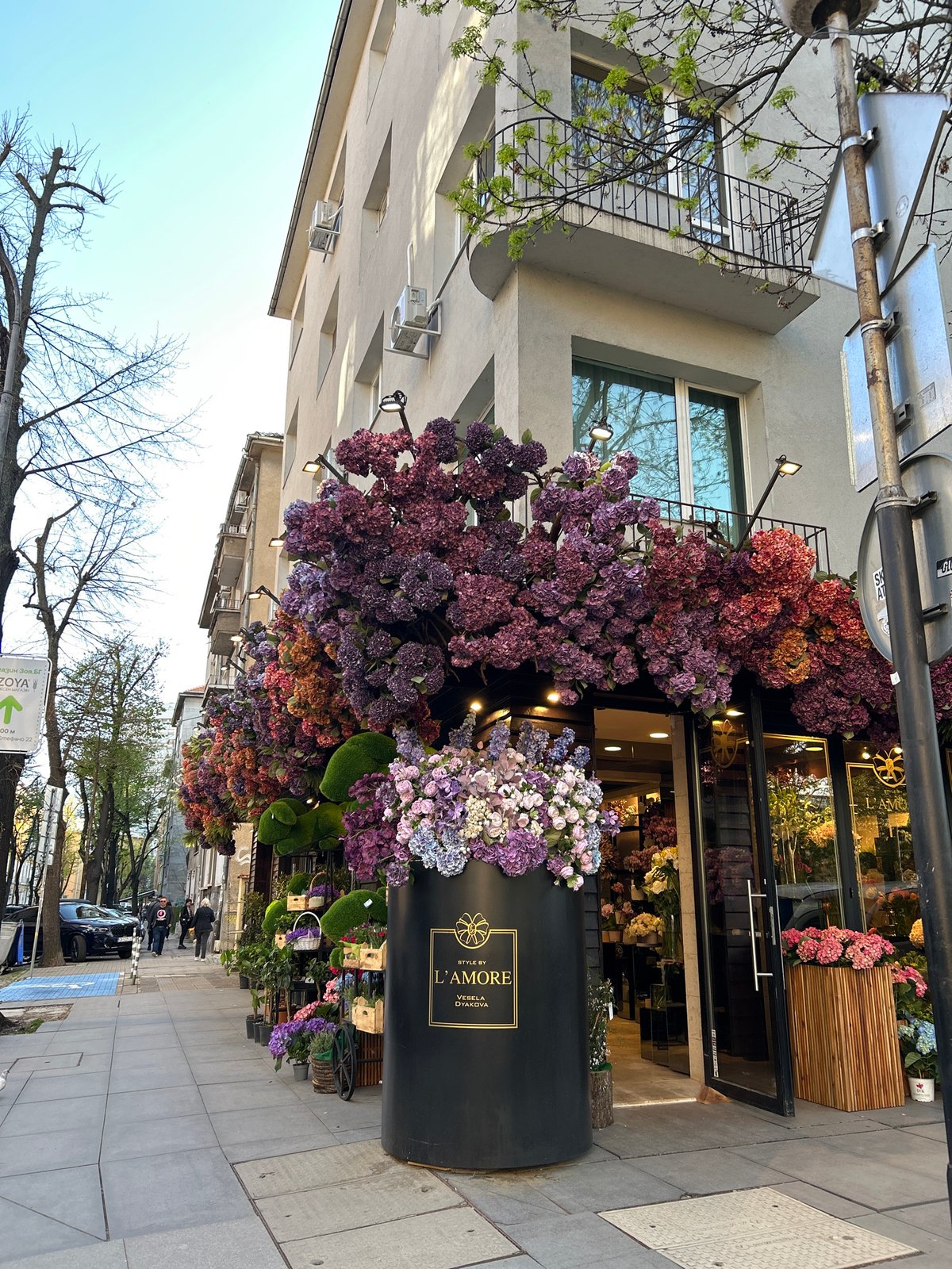 Spring blooms color Sofia streets with hydrangeas and wisteria