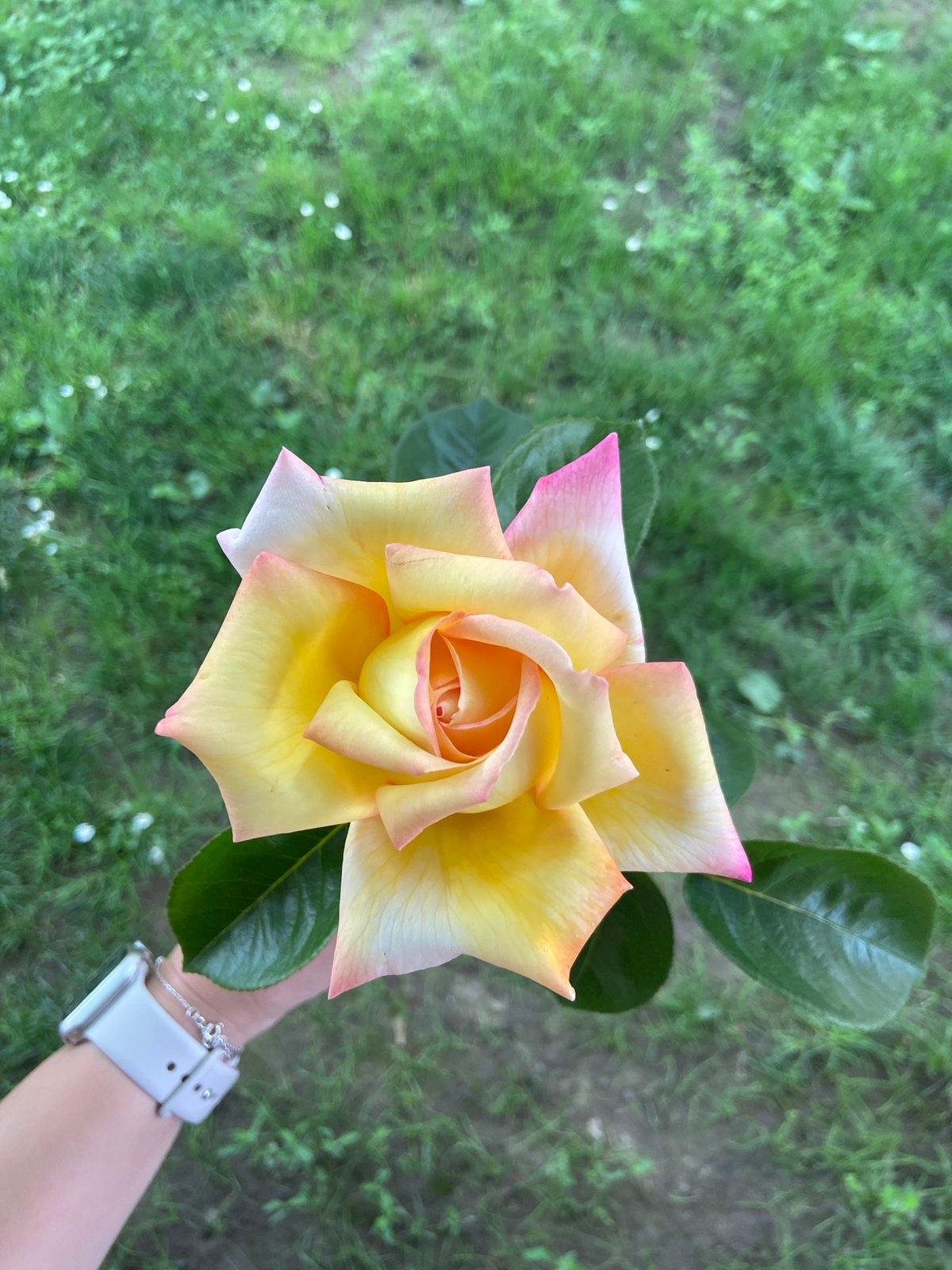 Person poses with dog and yellow-pink rose in Bulgaria