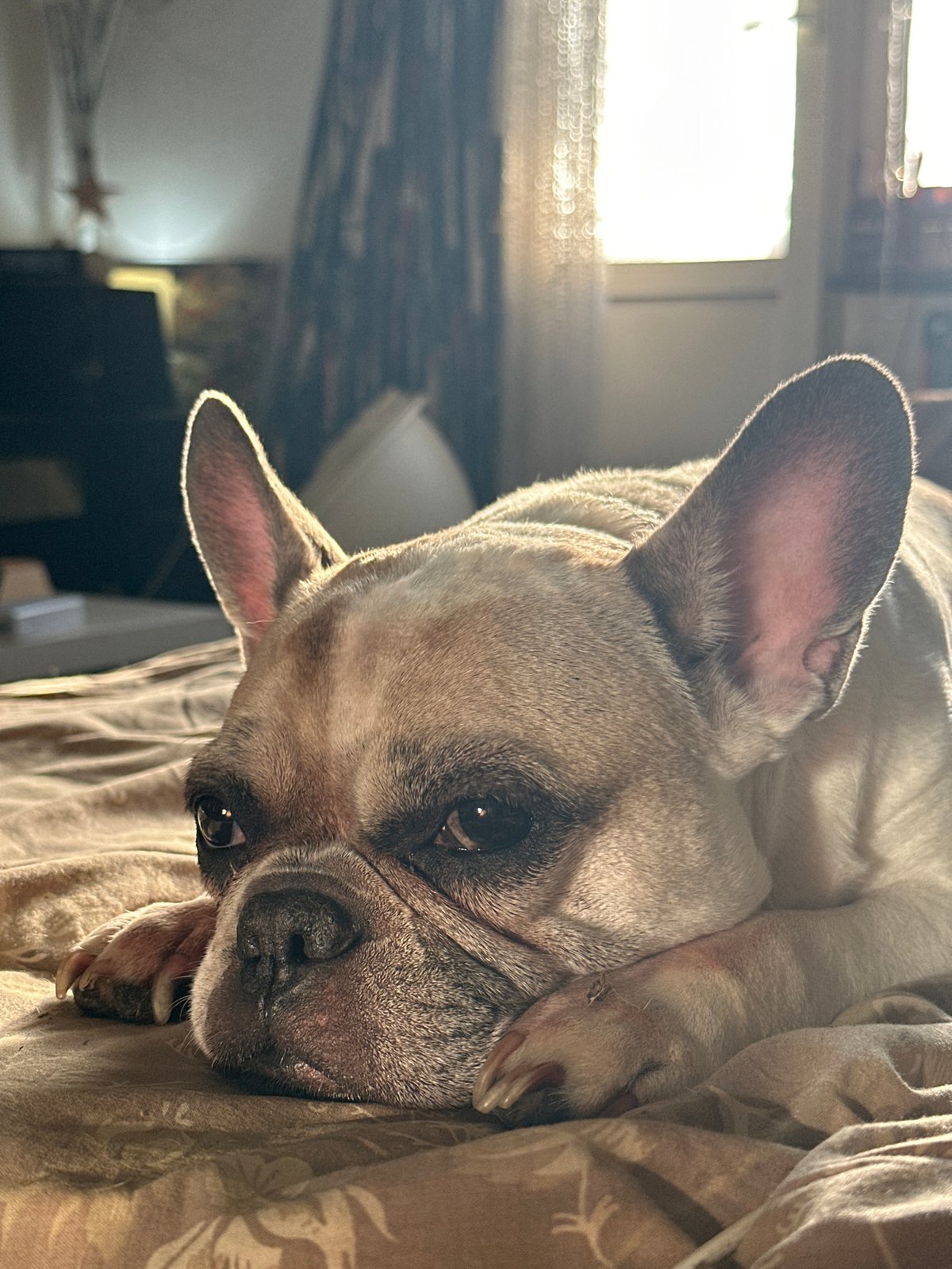 French Bulldogs and a tabby cat lounge on patterned bedding in Moscow
