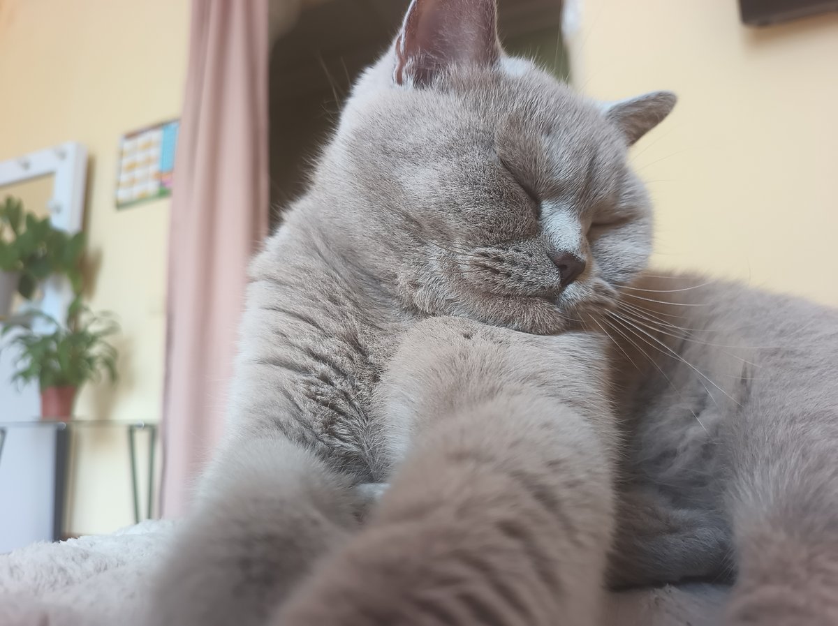 Grey British Shorthair cat chilling and grooming in Ternopil
