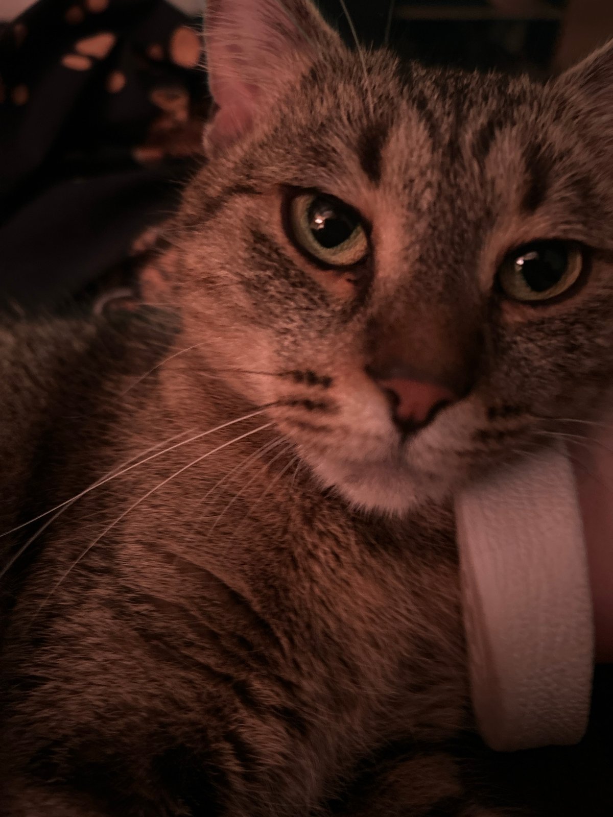 Cozy evening with pets and baby at Sofia home