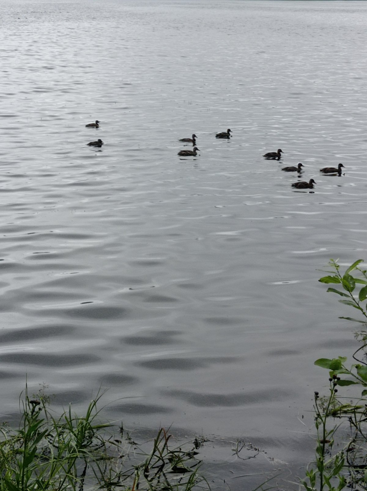 Morning stroll through Degtyarsk: wildlife, dogs, and forest details
