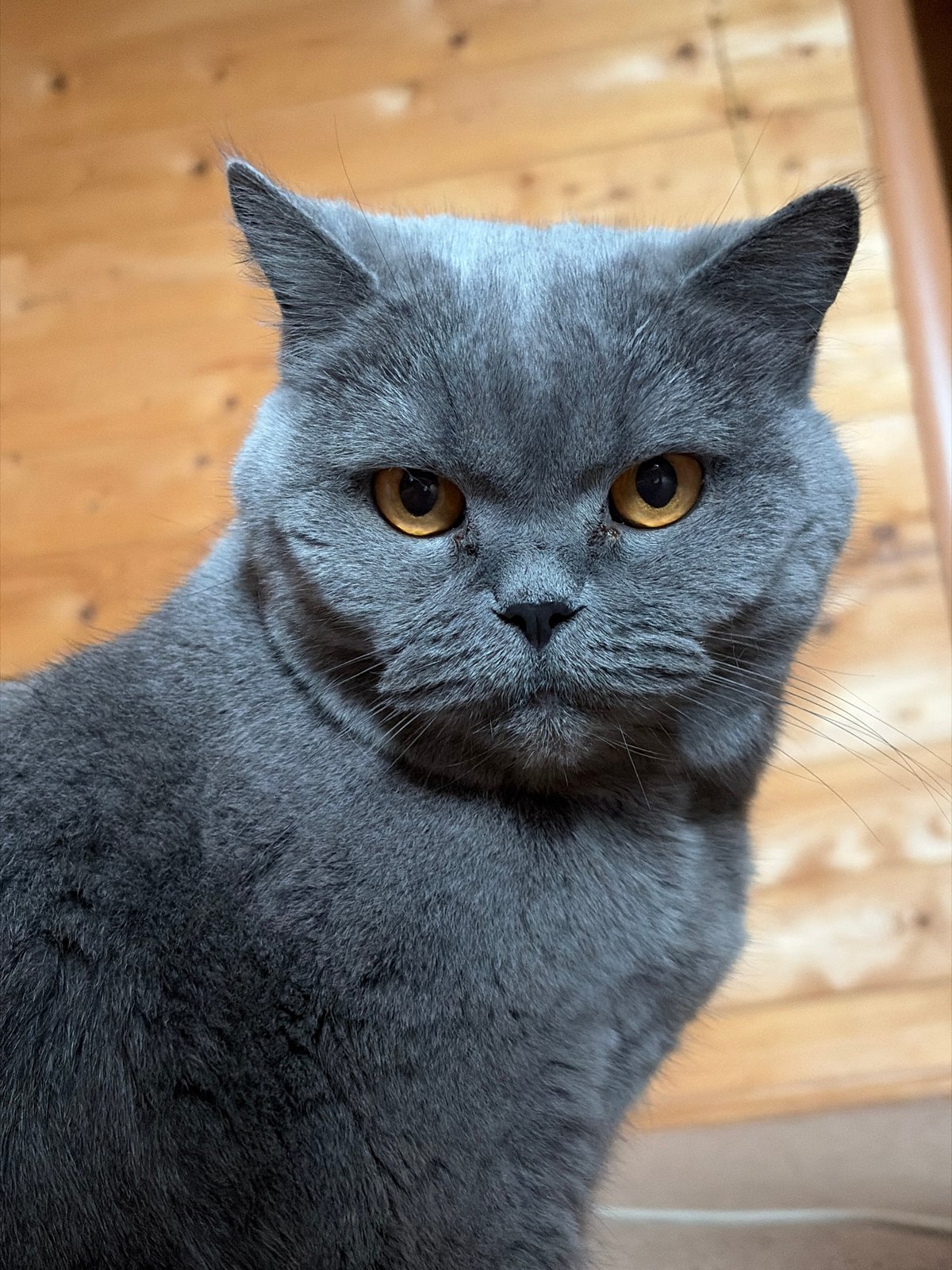 Gray cat grooming routine captured indoors in Russia