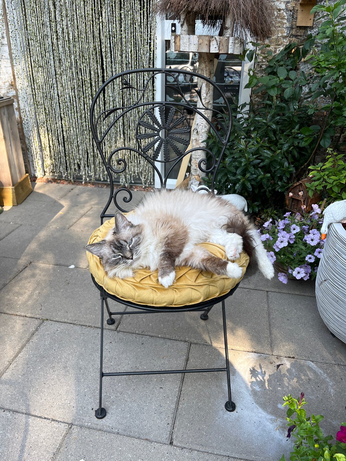 Bronze sculptures and brick ruins alongside a lounging ragdoll cat