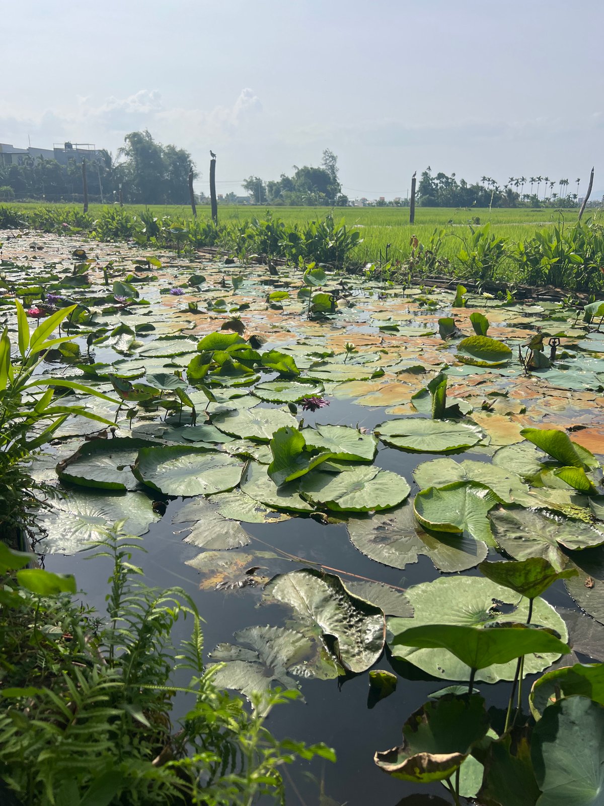 Lunch with lotus ponds and a piano in Hoi An's rice fields